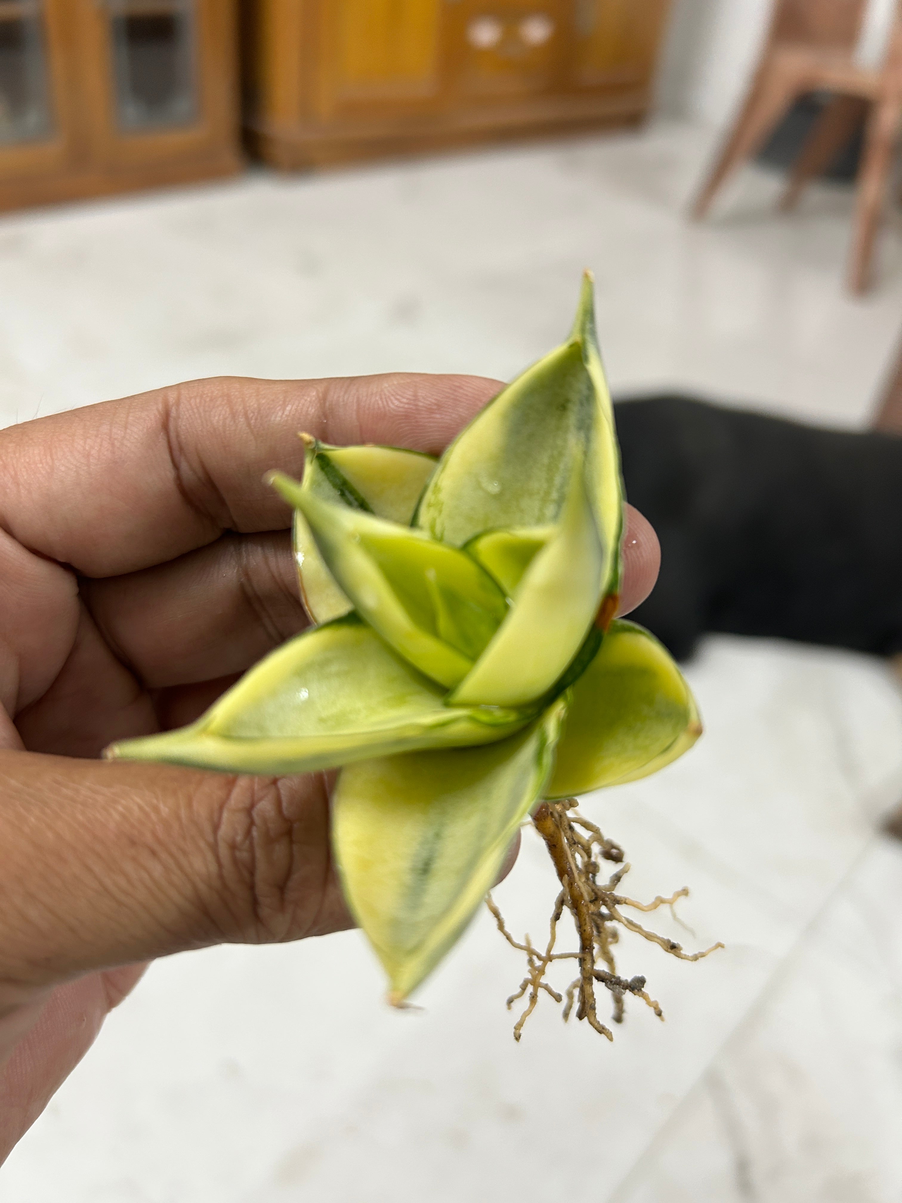 Sansevieria MANJA VARIEGATED