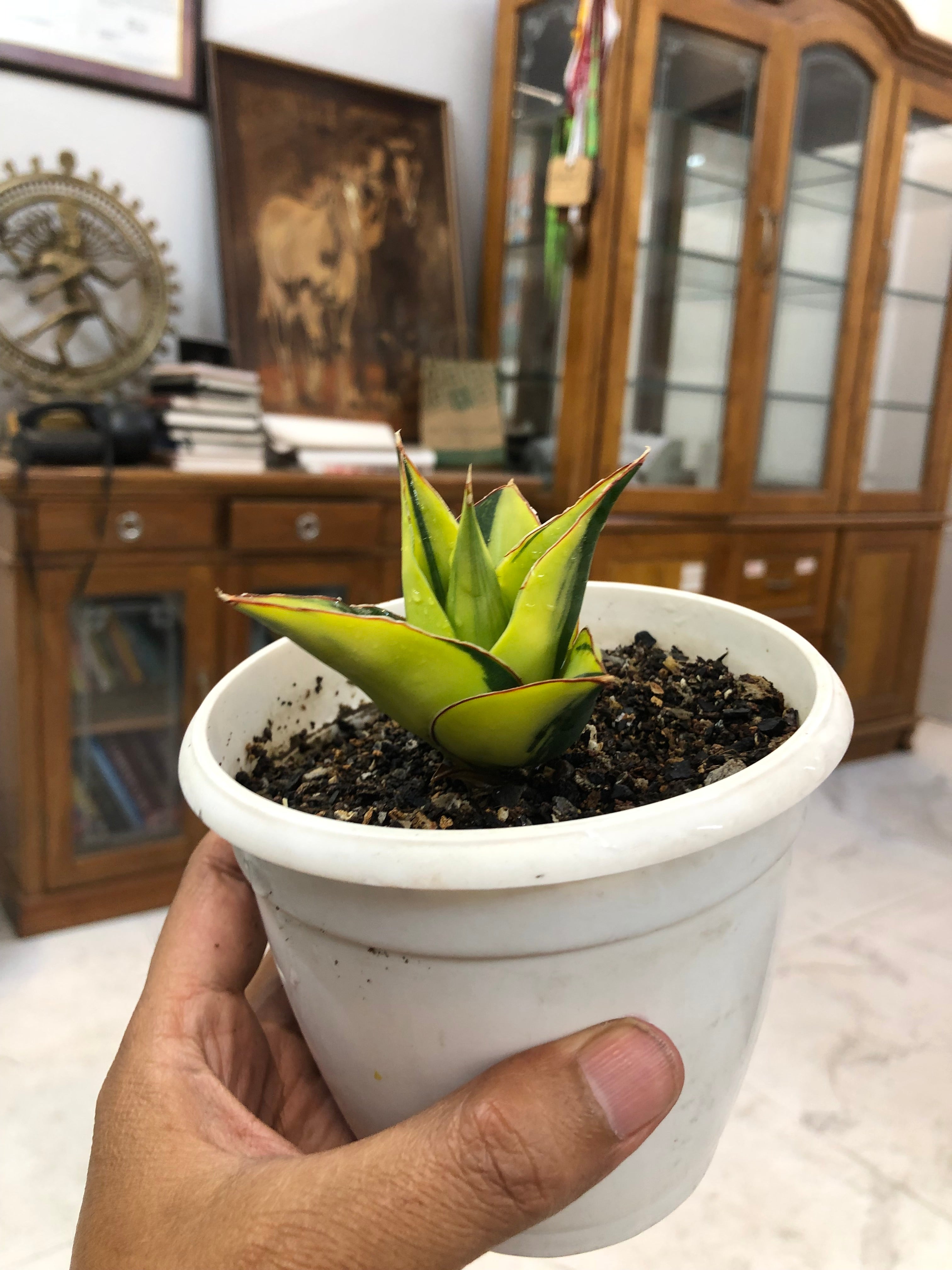 Sansevieria TOWER BLUE