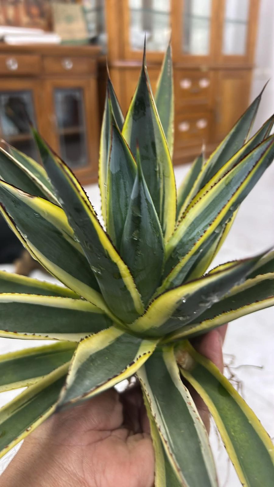 Agave SUNGLOW