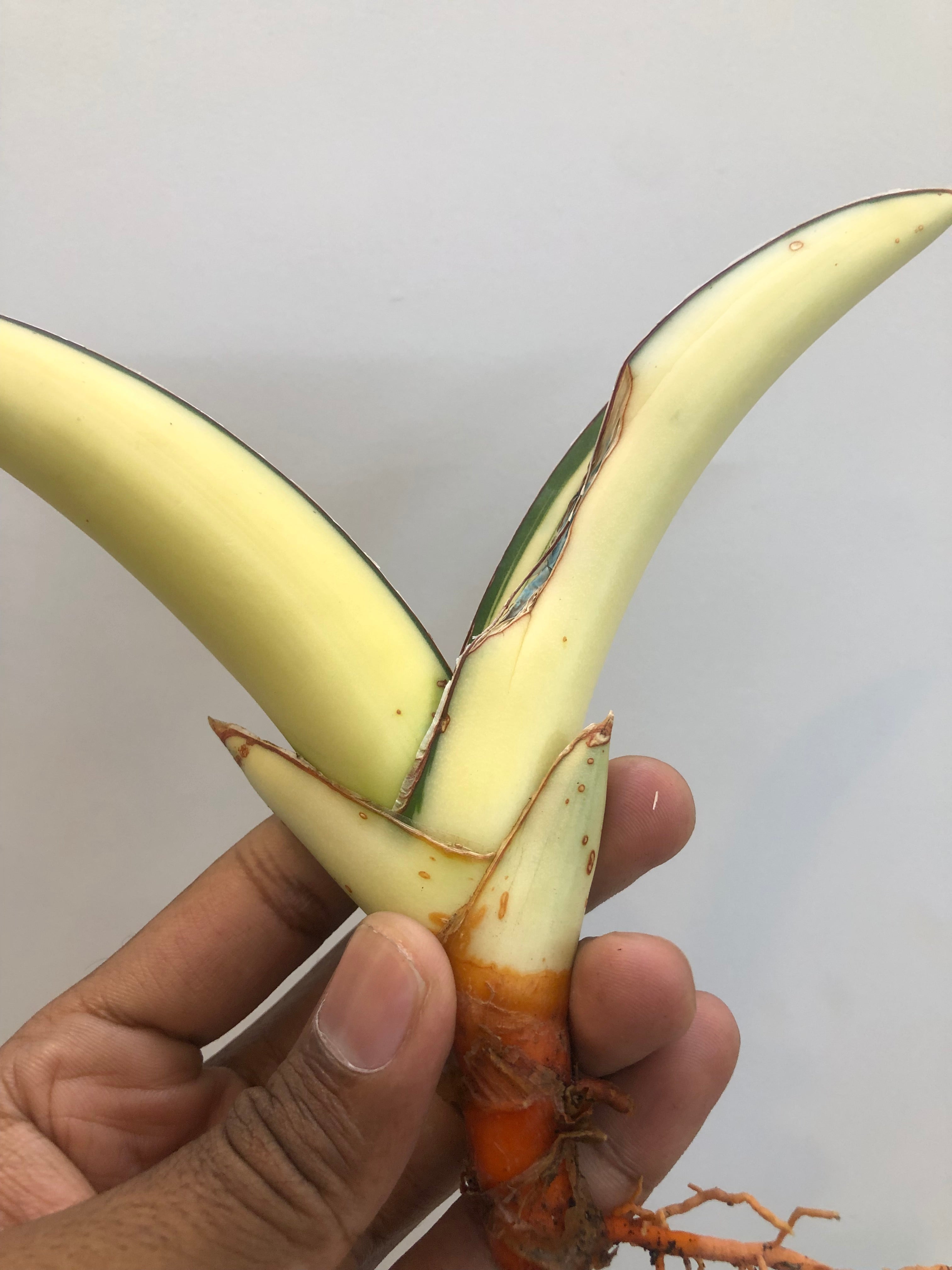 Sansevieria SALAF WHITE VAR
