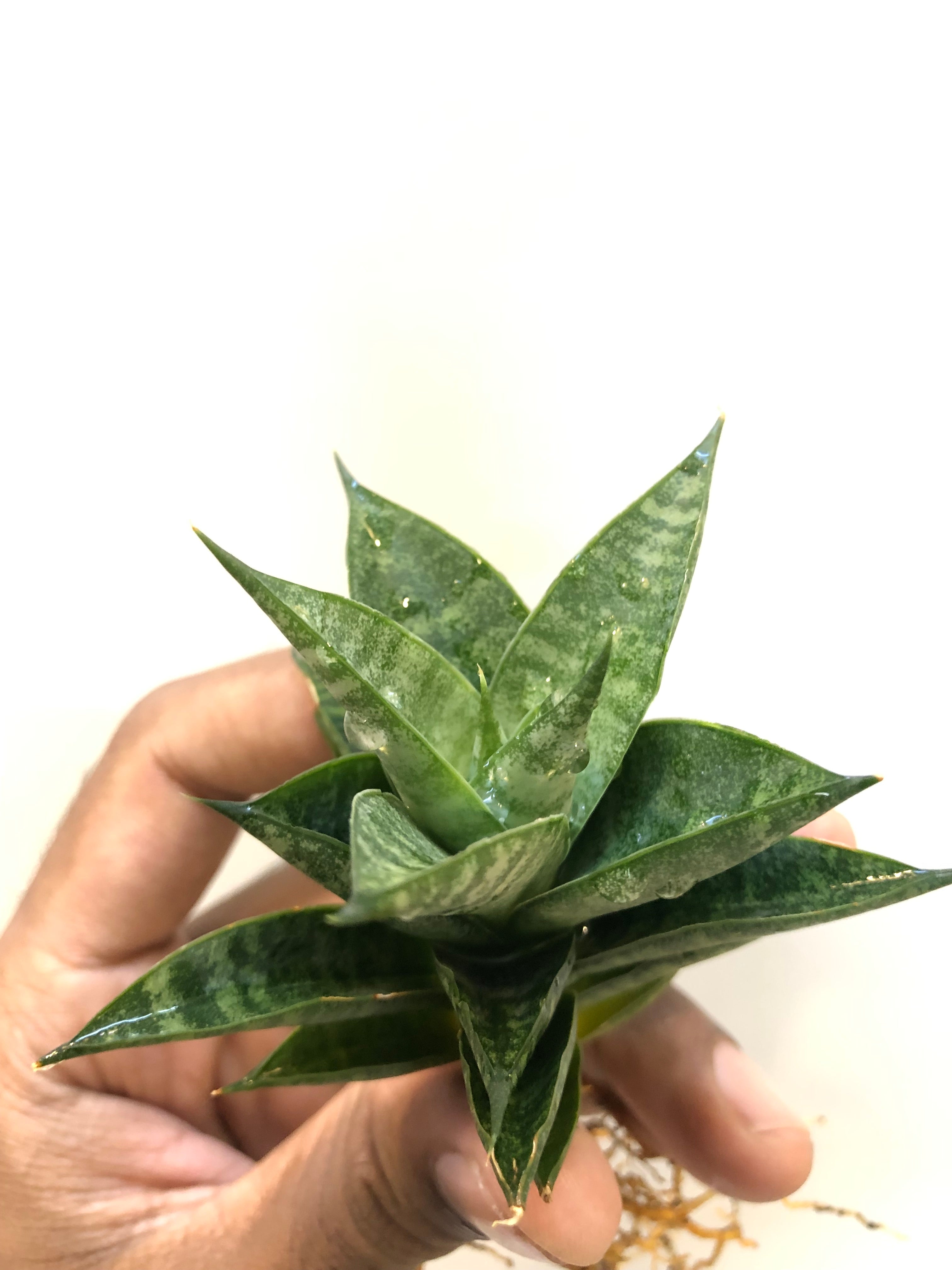 Sansevieria MINIONS