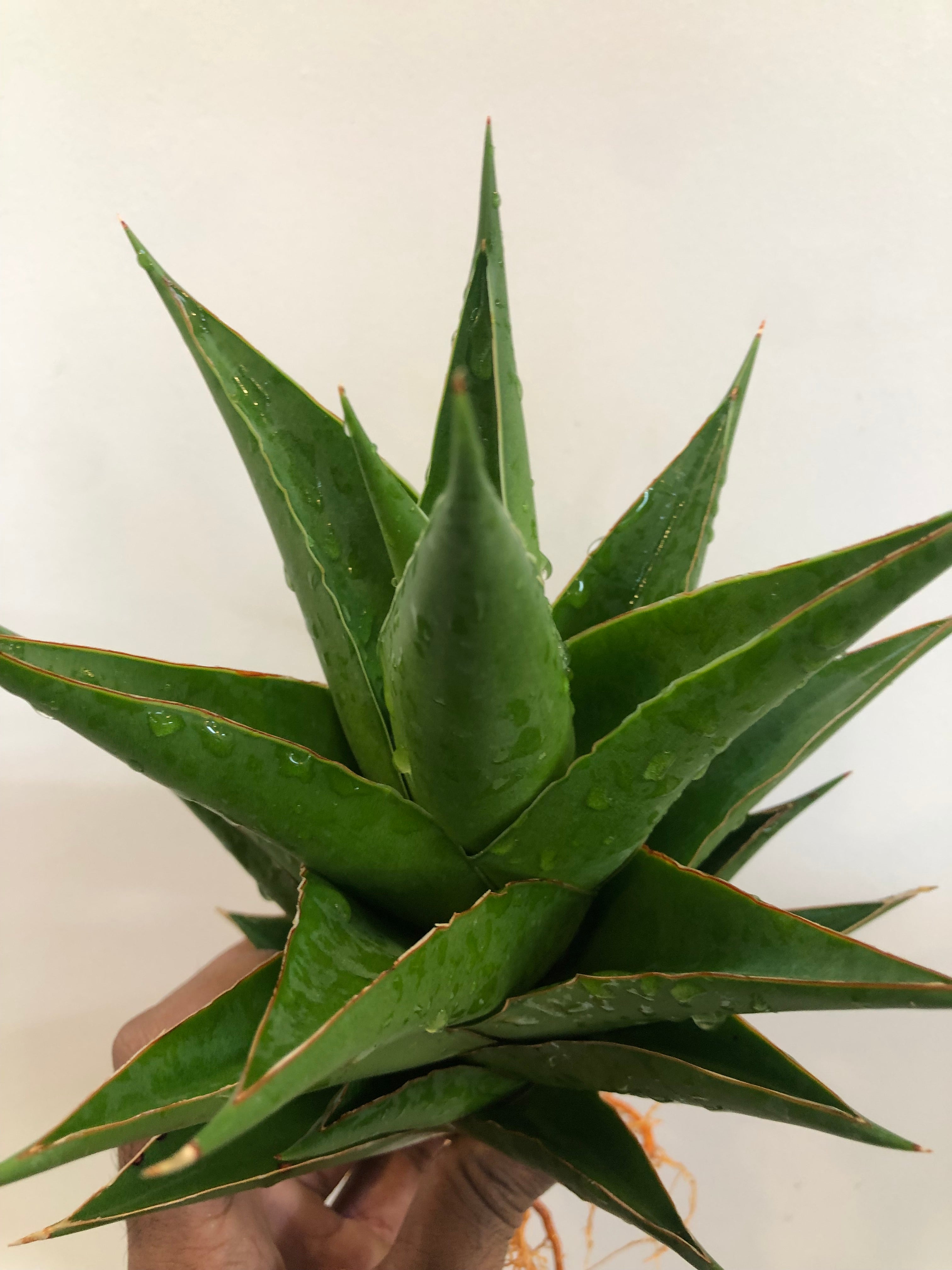 Sansevieria INDONESIAN TOWER