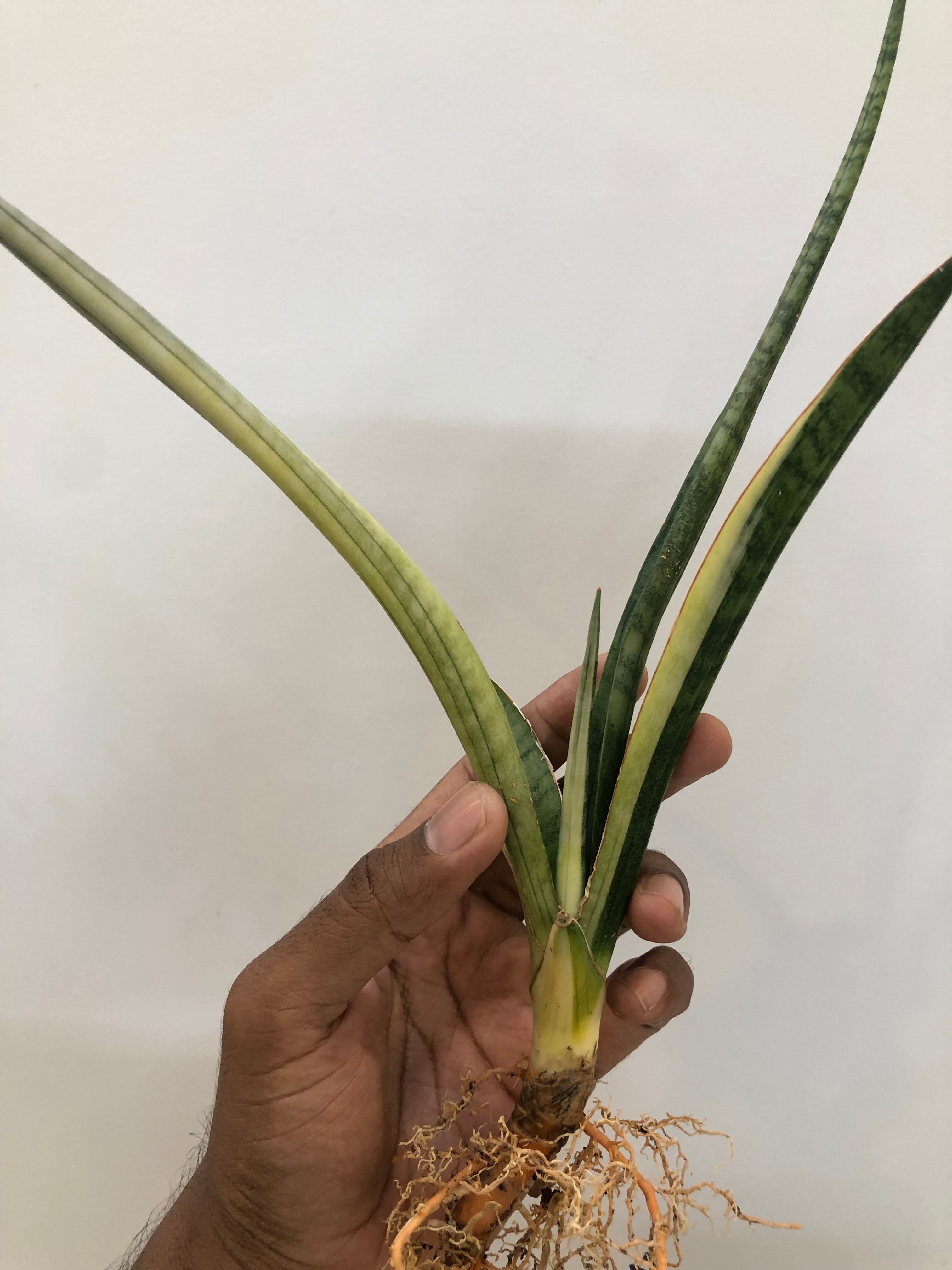 Sansevieria BANDIPUR WHITE VAR