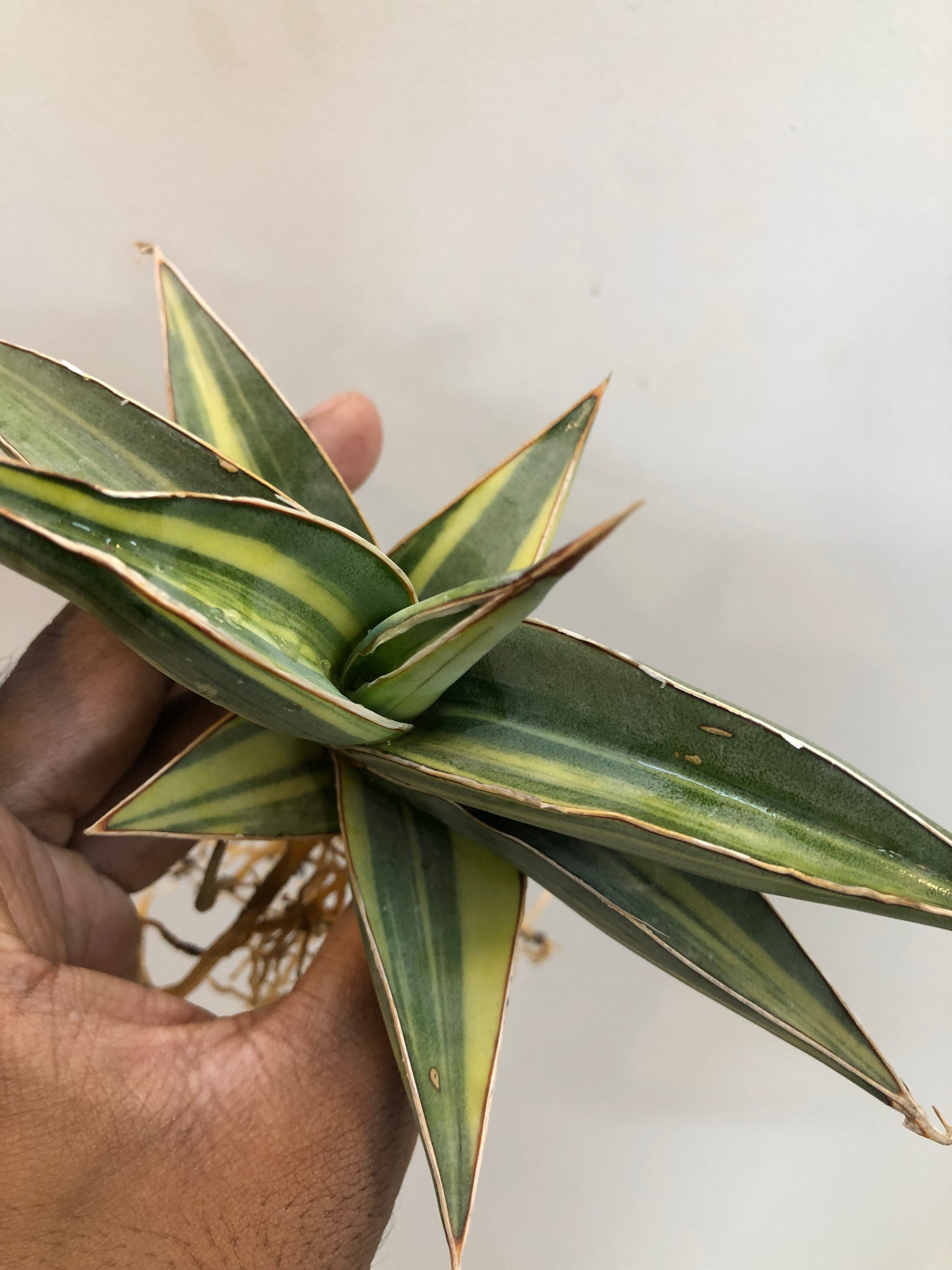 Sansevieria JBT SILVER