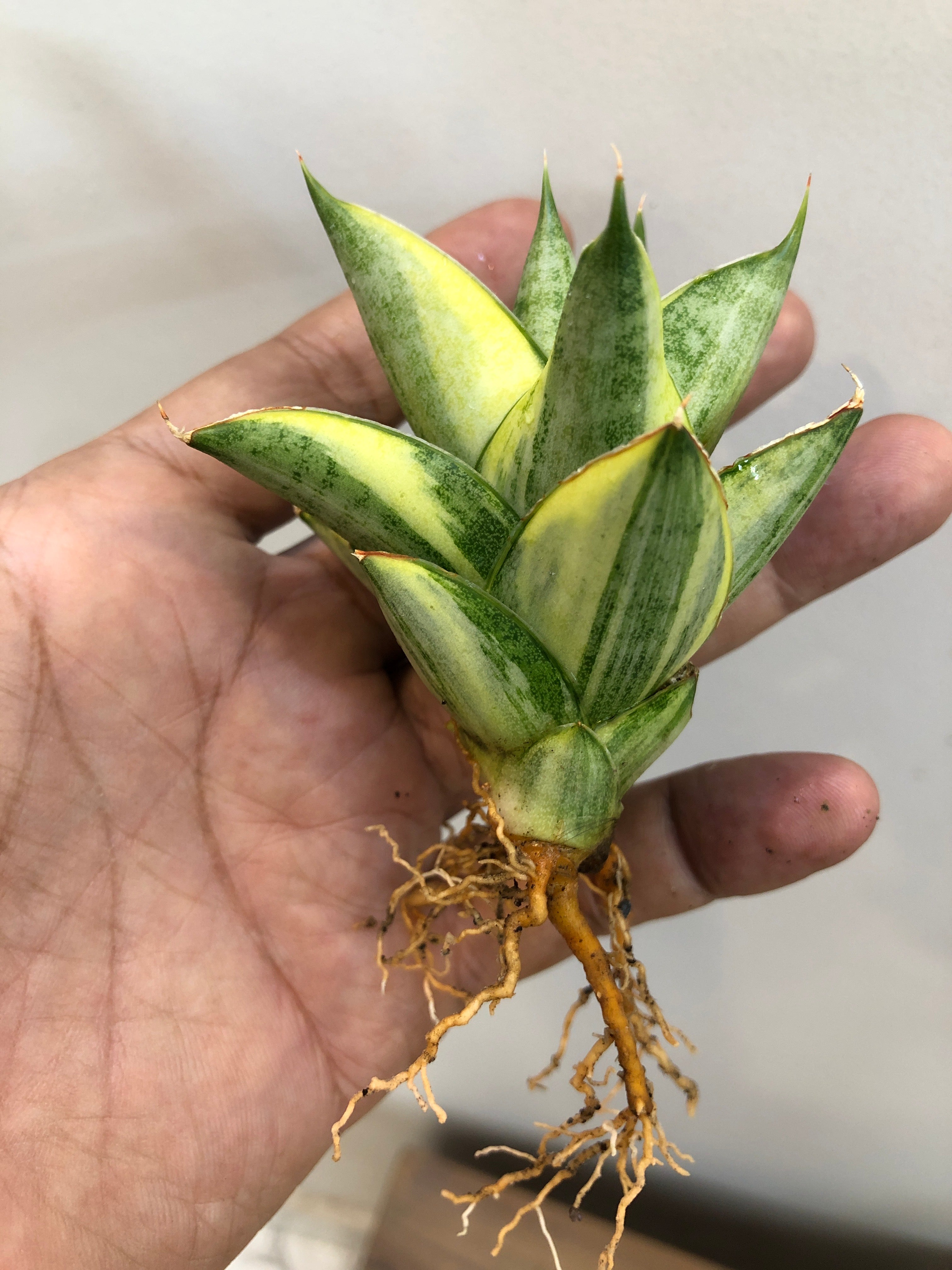 Sansevieria PAGODA VAR