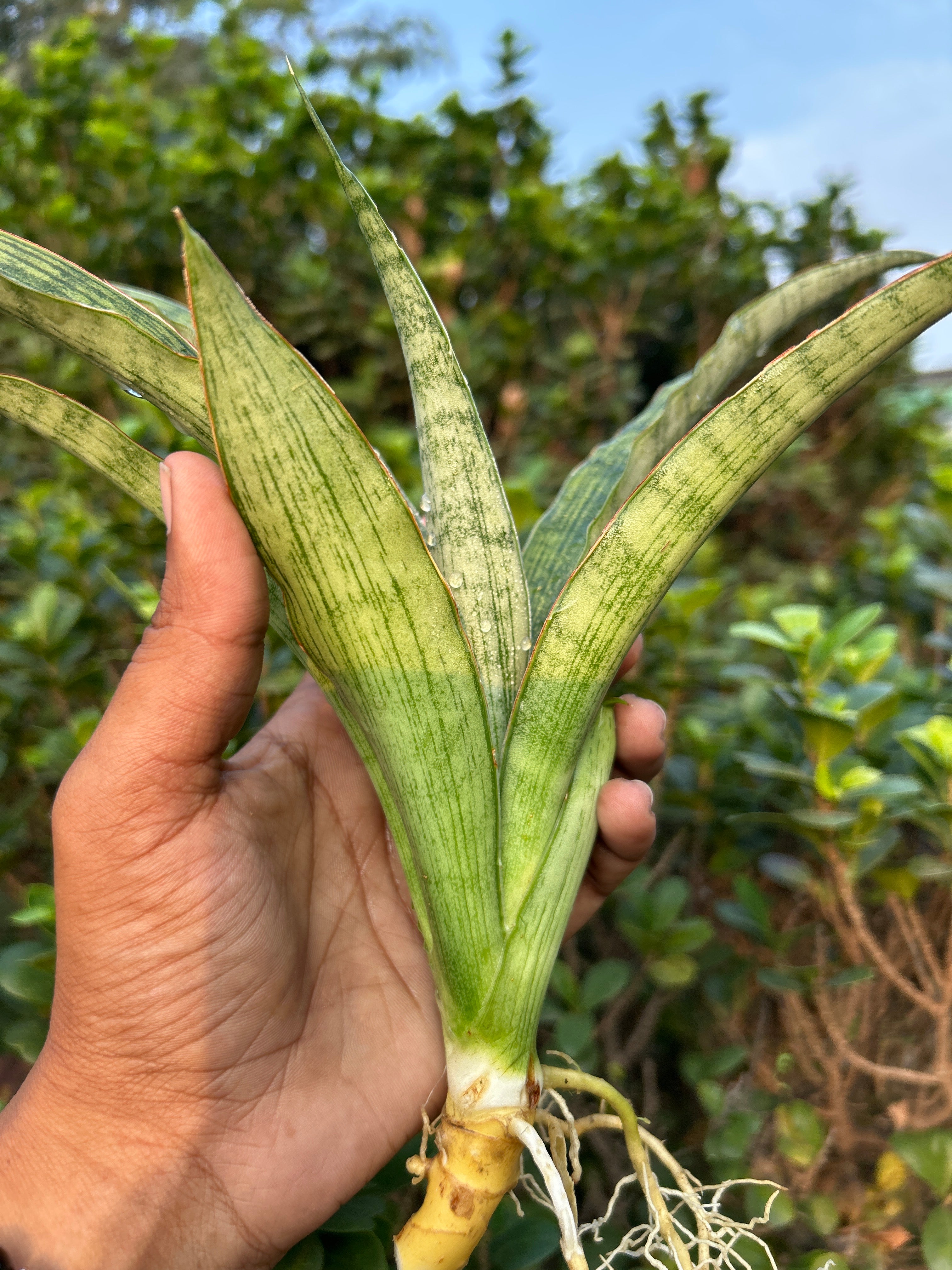 Sansevieria LAYLI