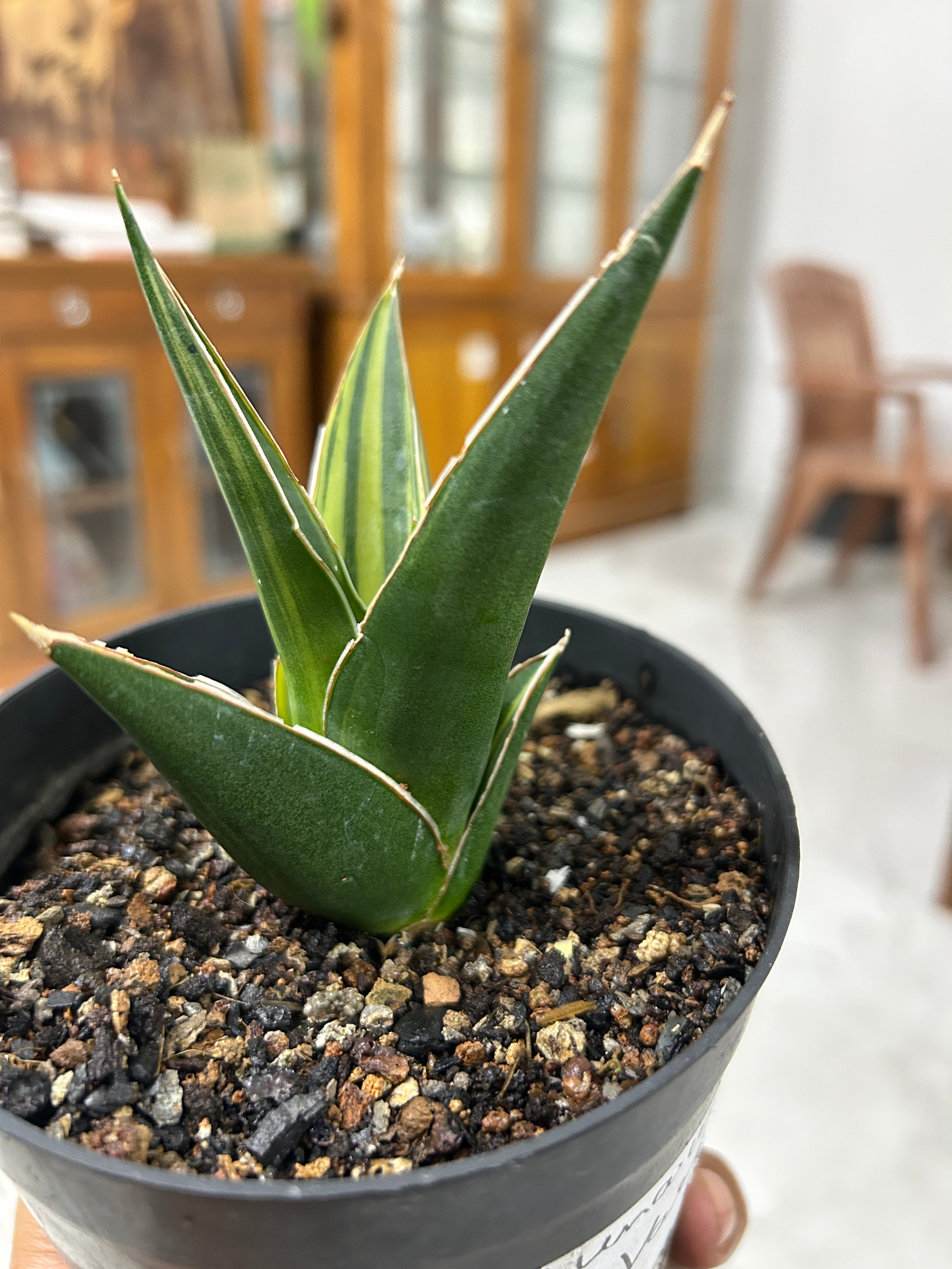 Sansevieria LUNA VARIEGATED