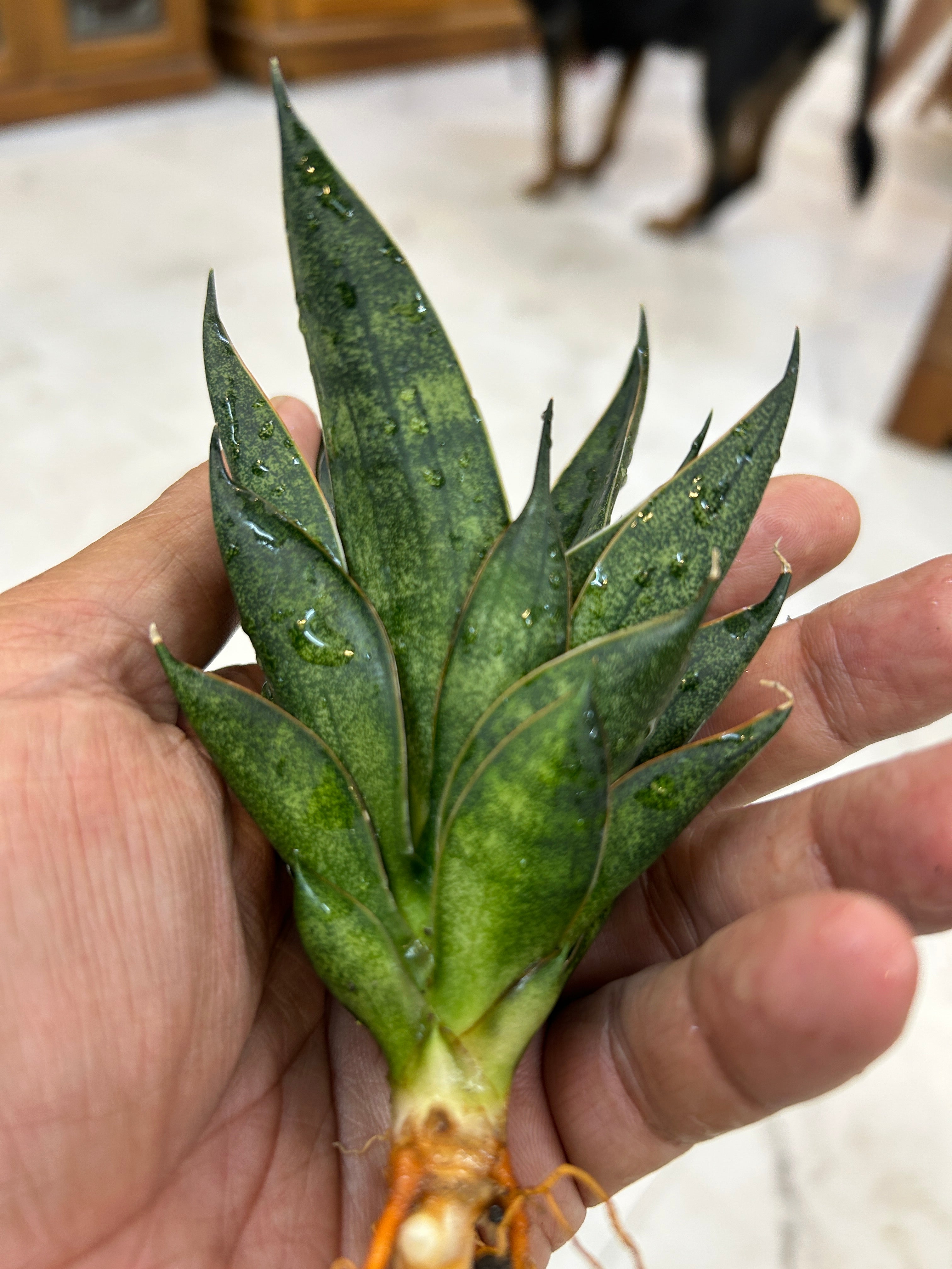 Sansevieria BLACK ANTS