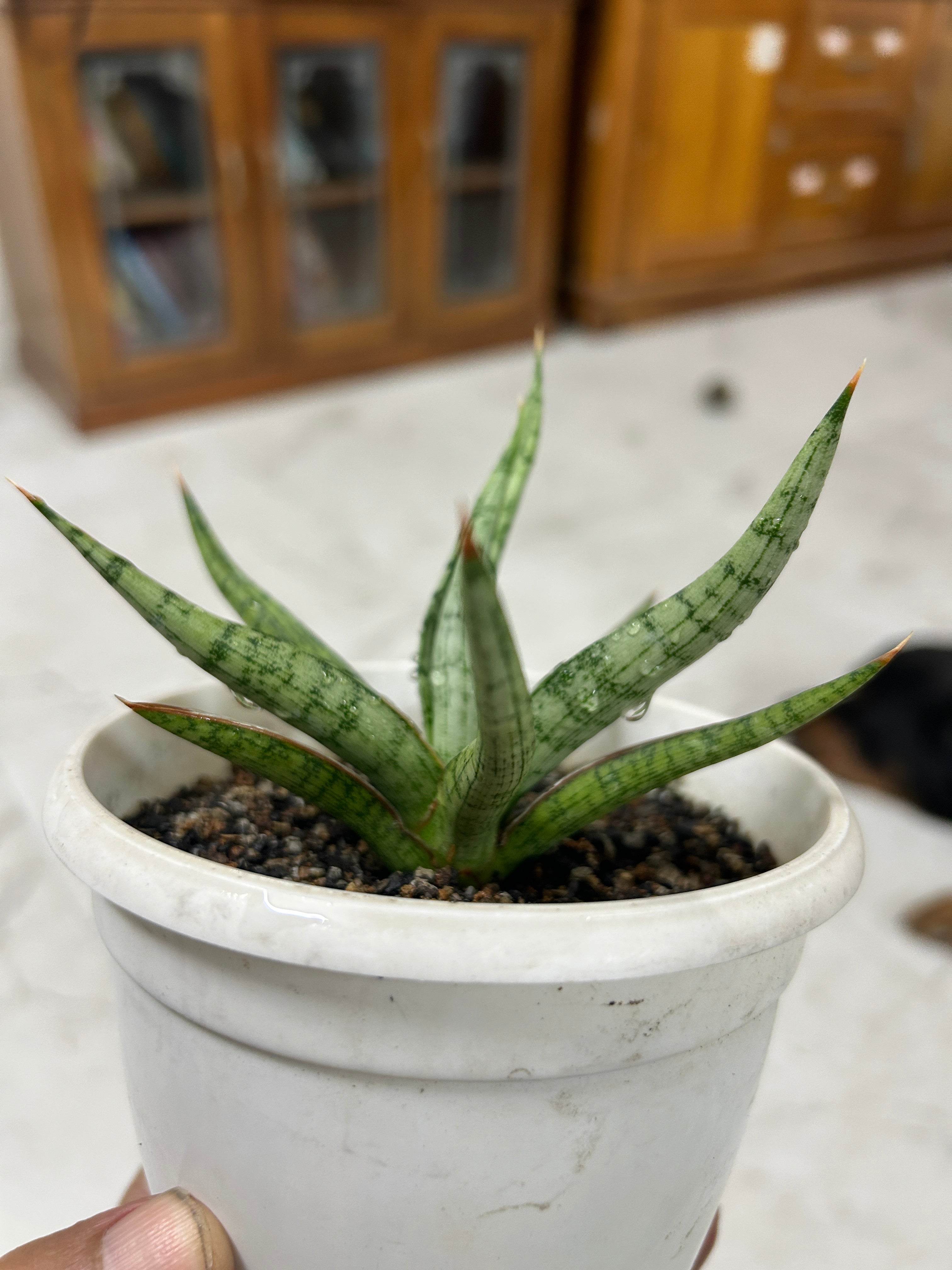 Sansevieria RUDAL
