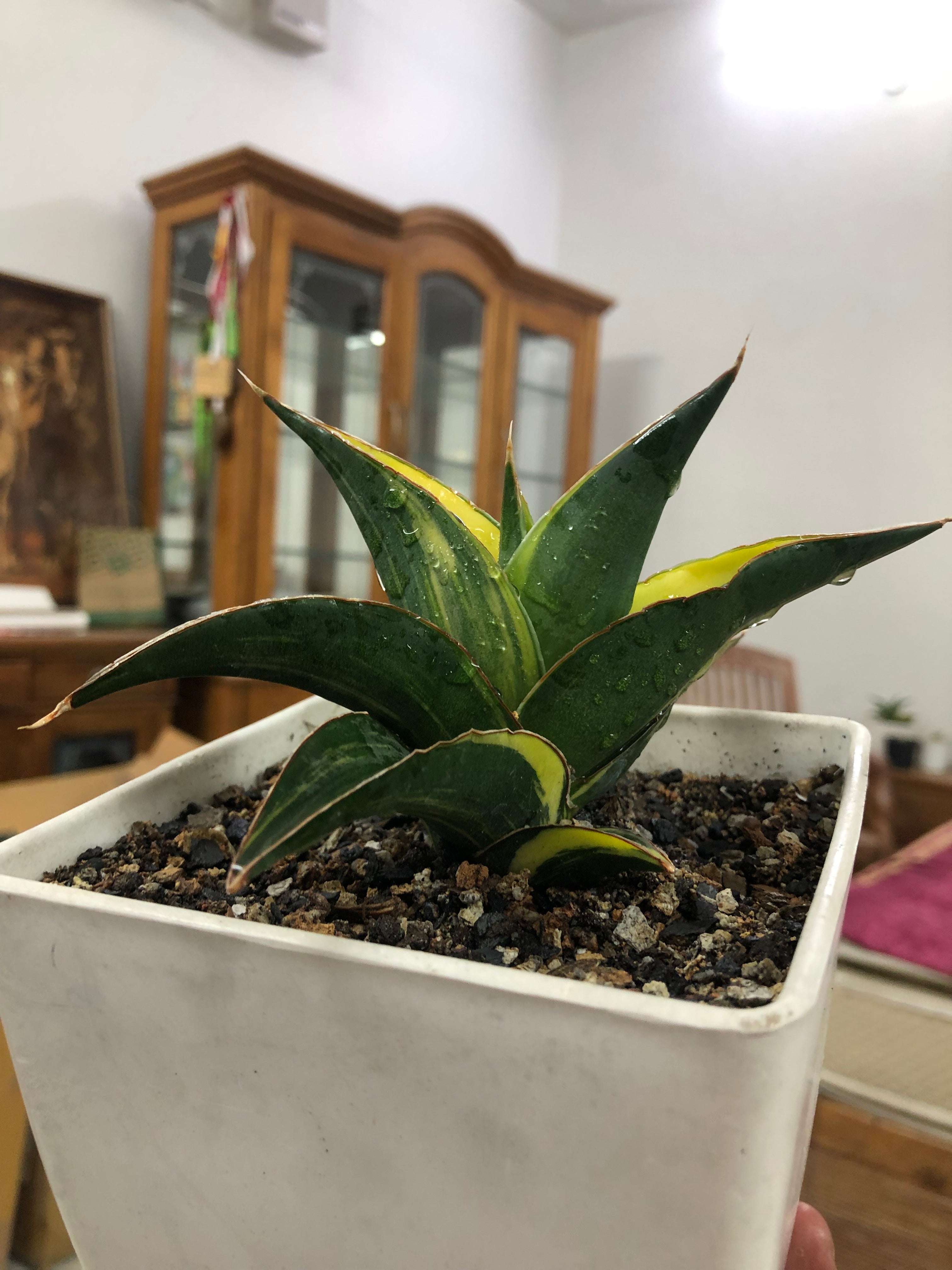 Sansevieria KUKU BIMA VARIEGATED
