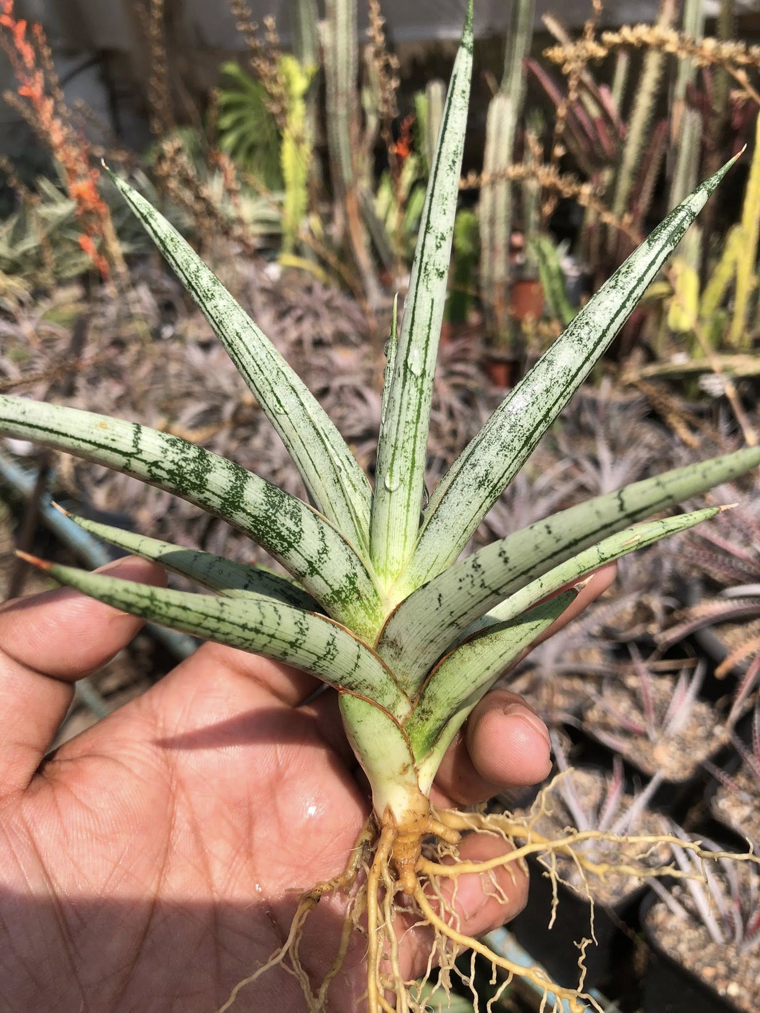 Sansevieria Hybrid LAELA