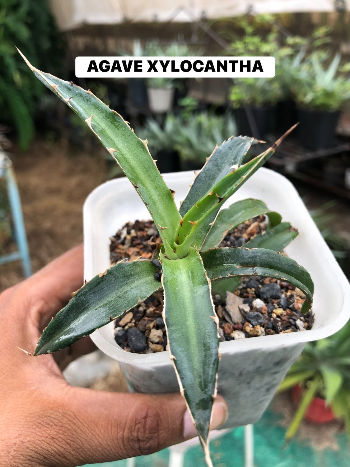 Combo No 18 : Twelve Popular Agaves and Mangaves