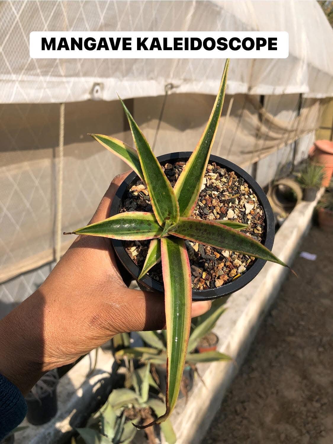 #121 AGAVE/MANGAVE COMBO OF 9 PLANTS