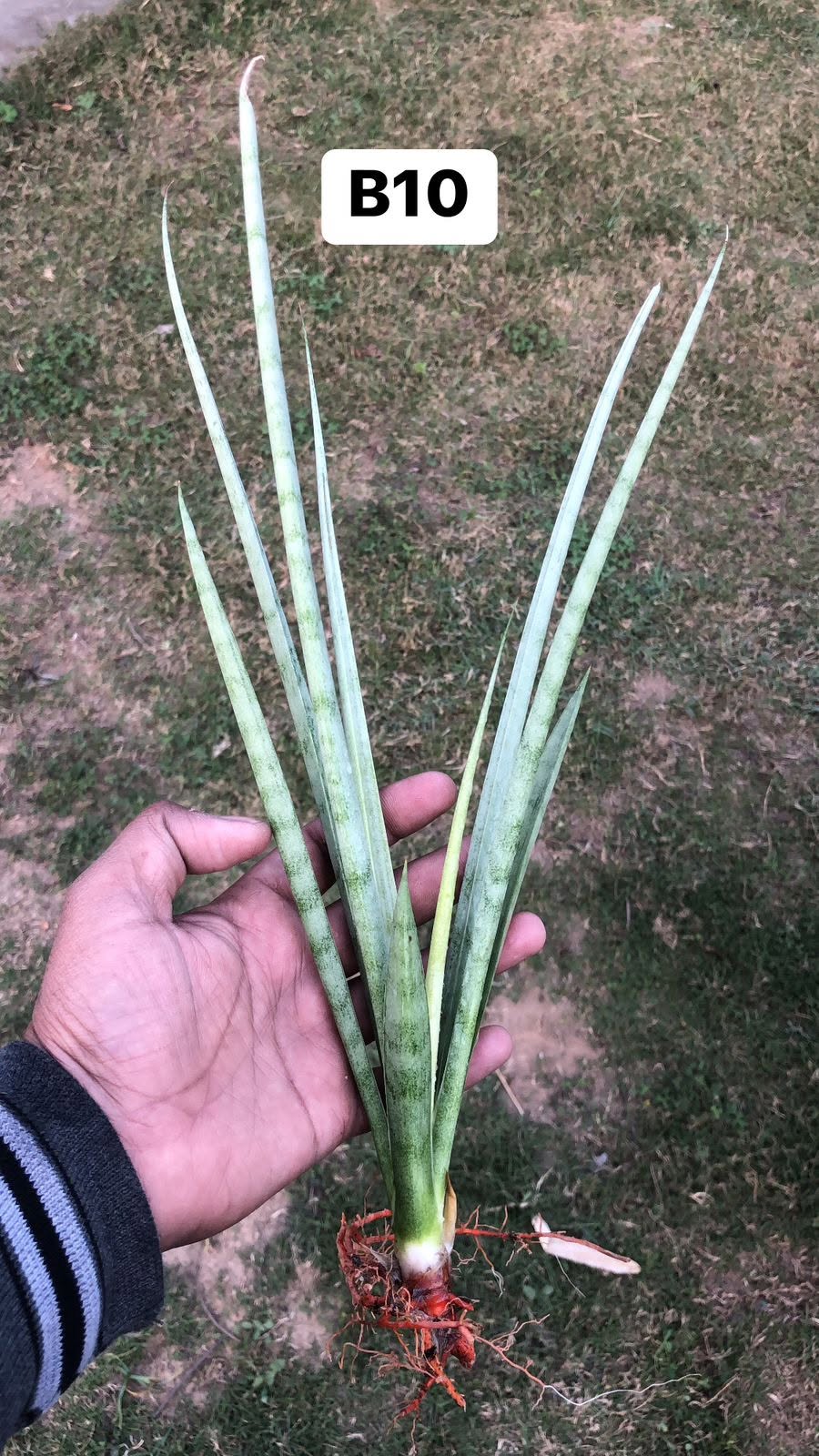 Combo of 10 different Sansevieria