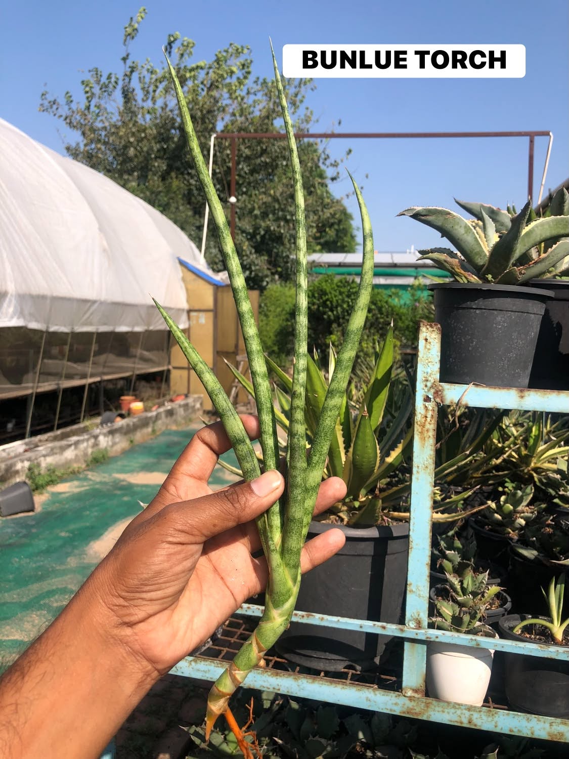 COMBO NO. 37 : Combo of 10 sansevieria