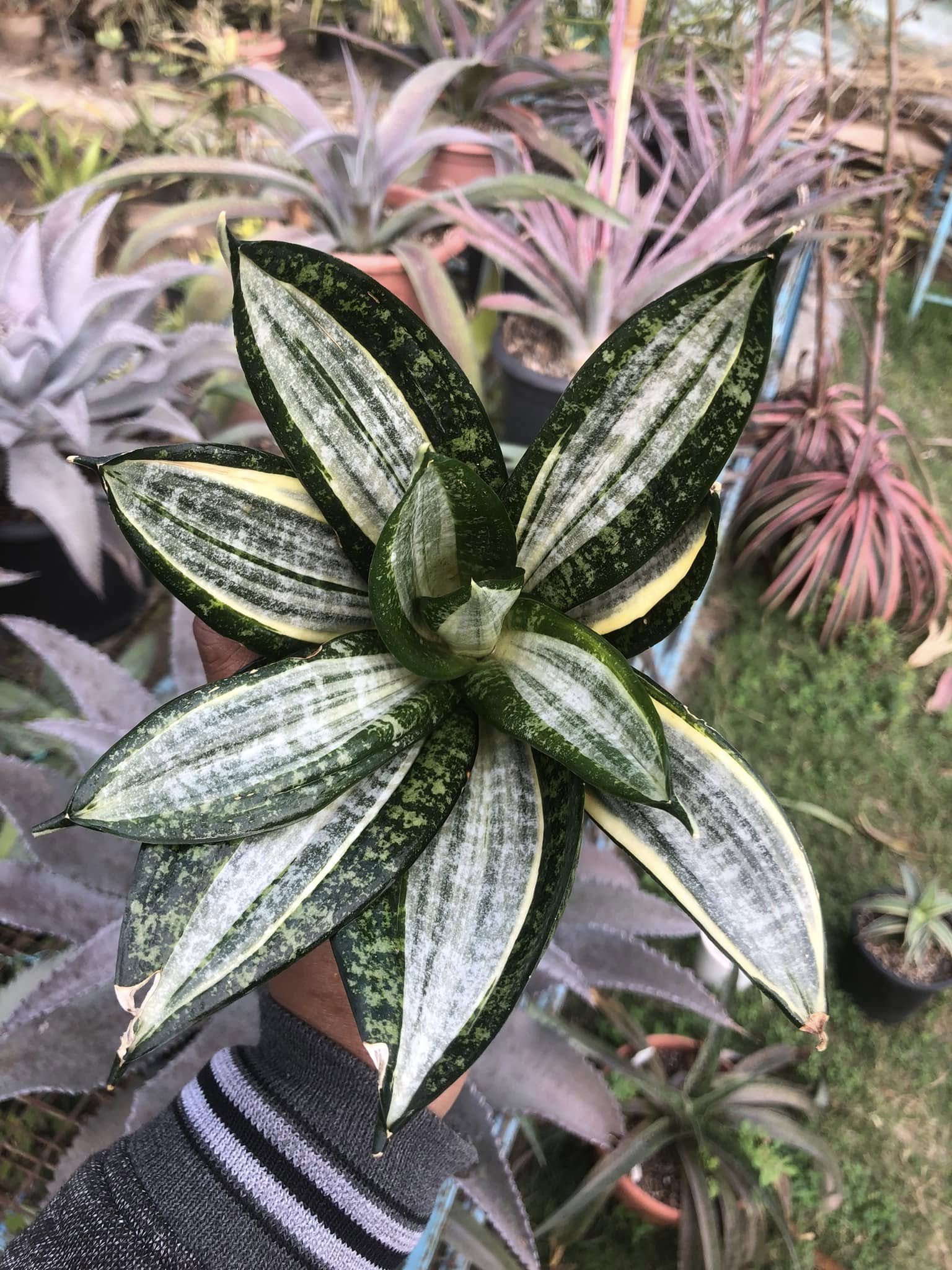 Sansevieria Hahnii Silver Zebra