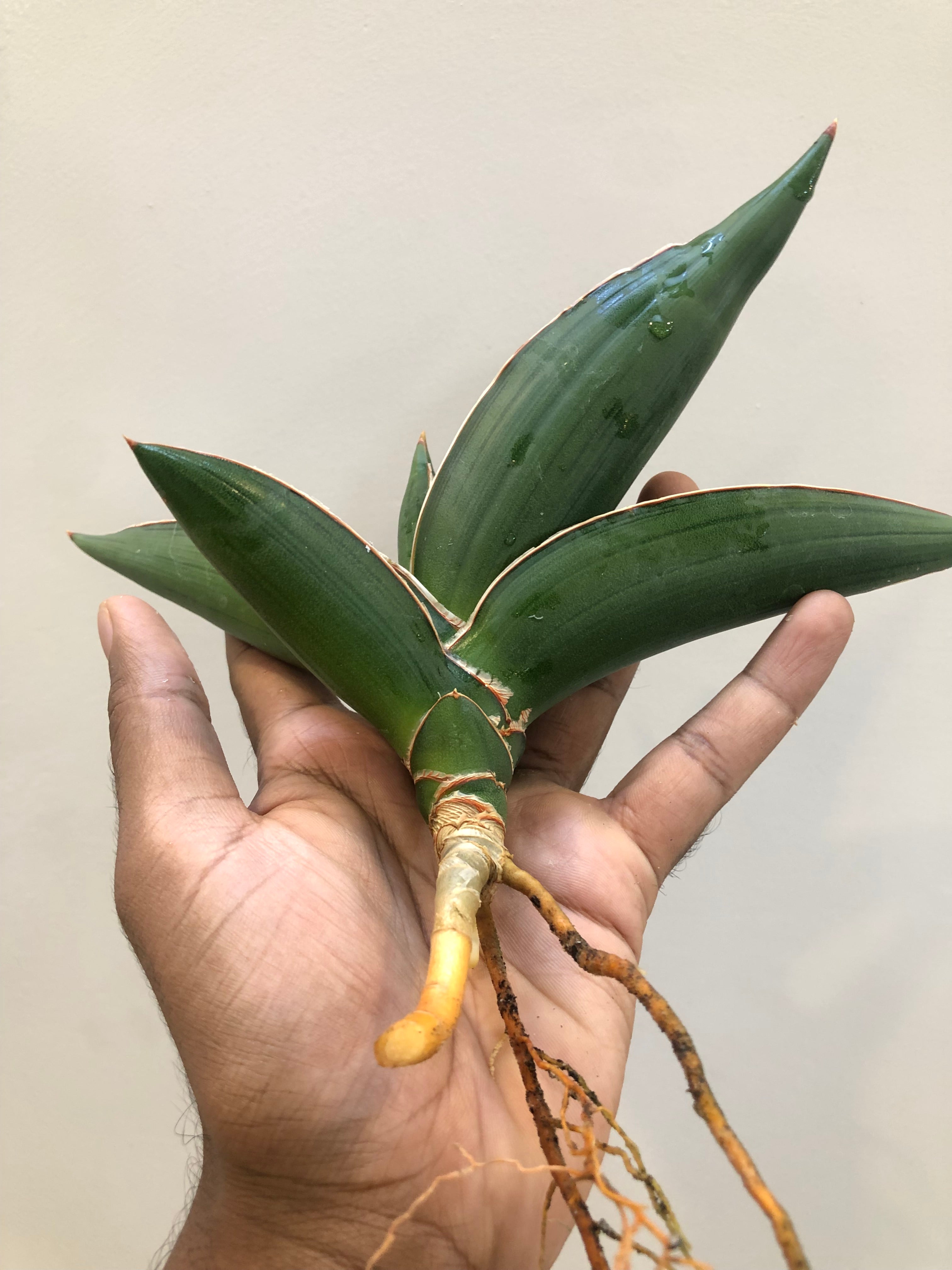 Sansevieria Samurai Snake Plant
