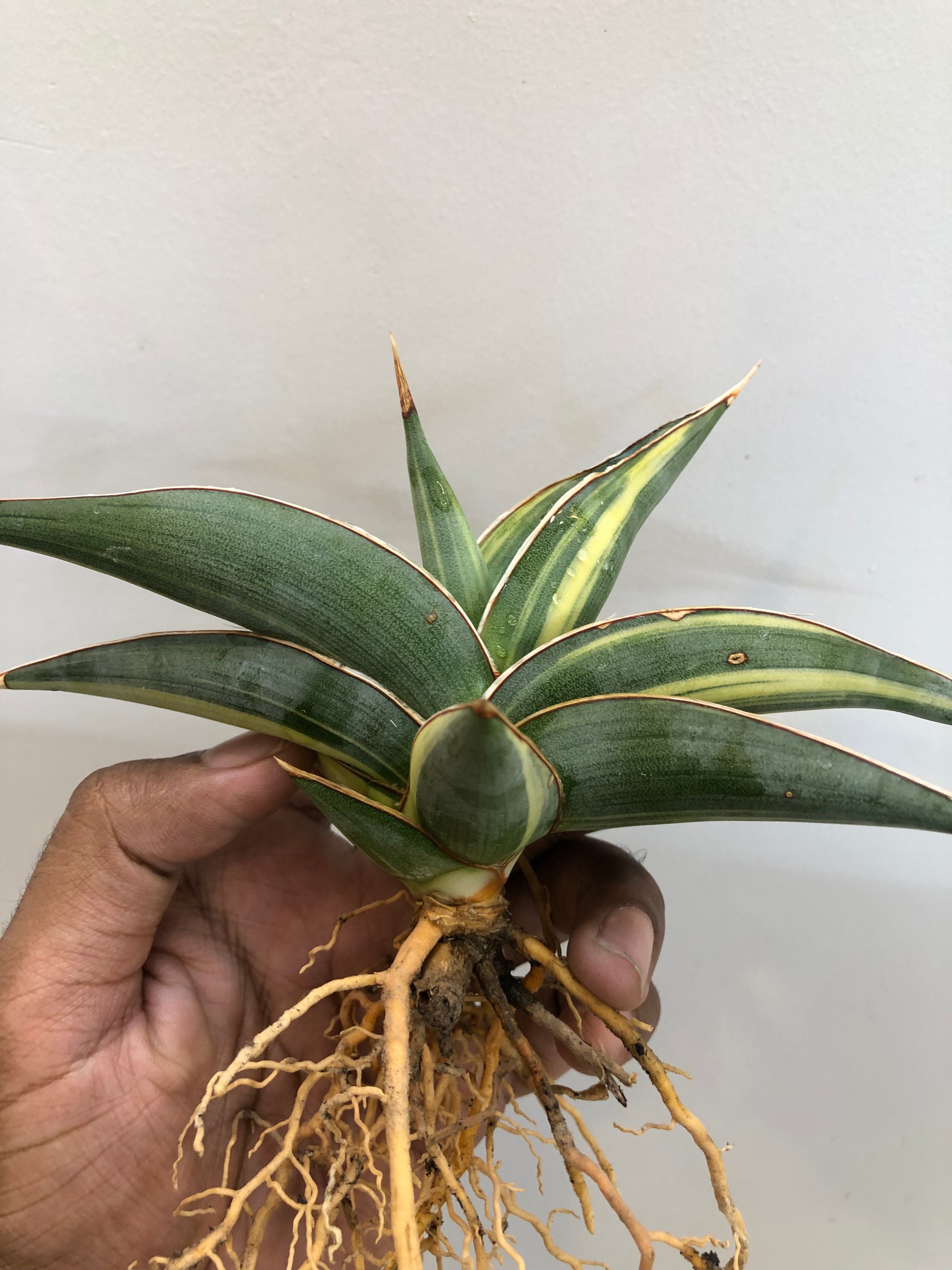 Sansevieria JBT SILVER