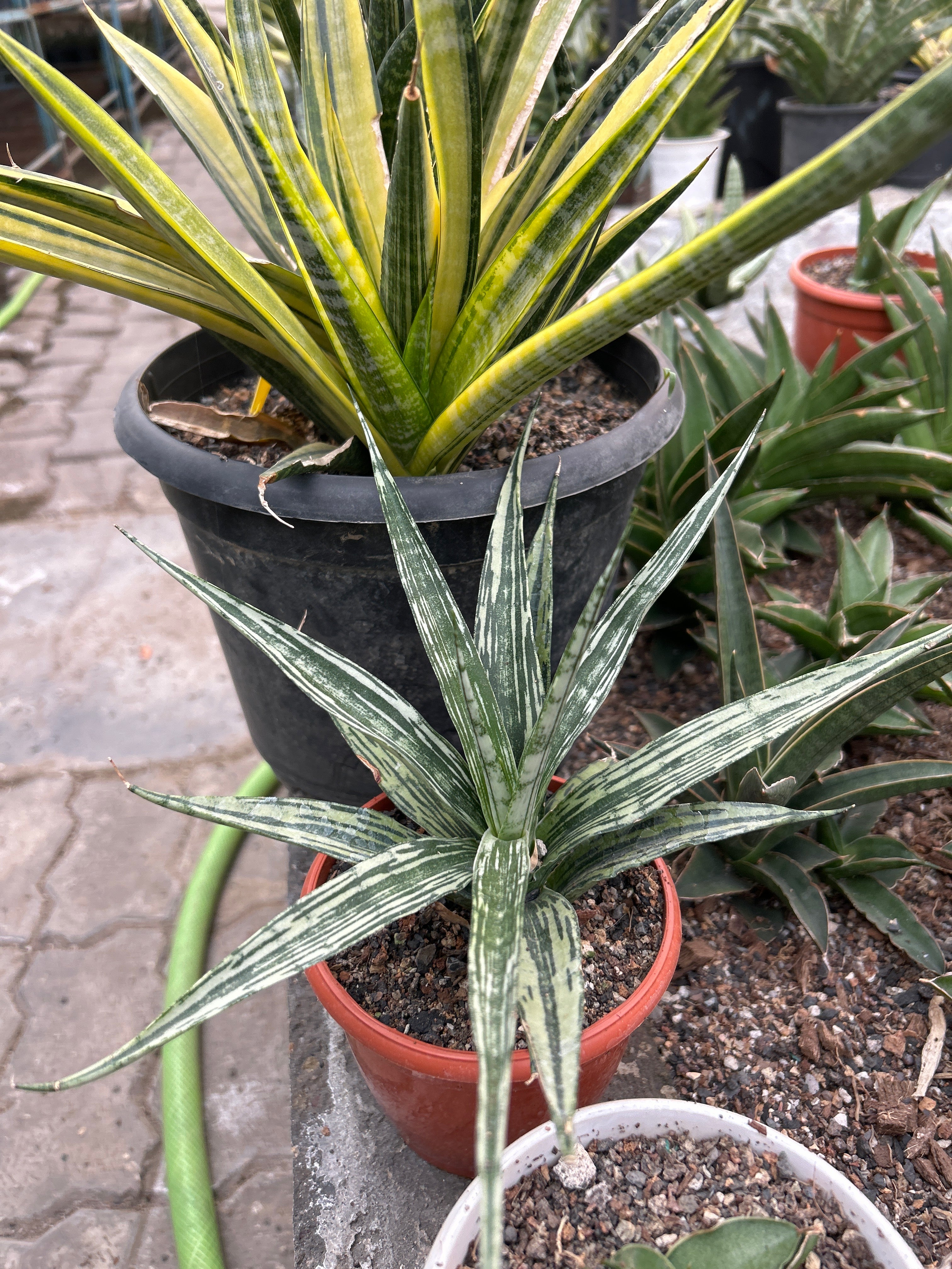 Sansevieria FON PRUM