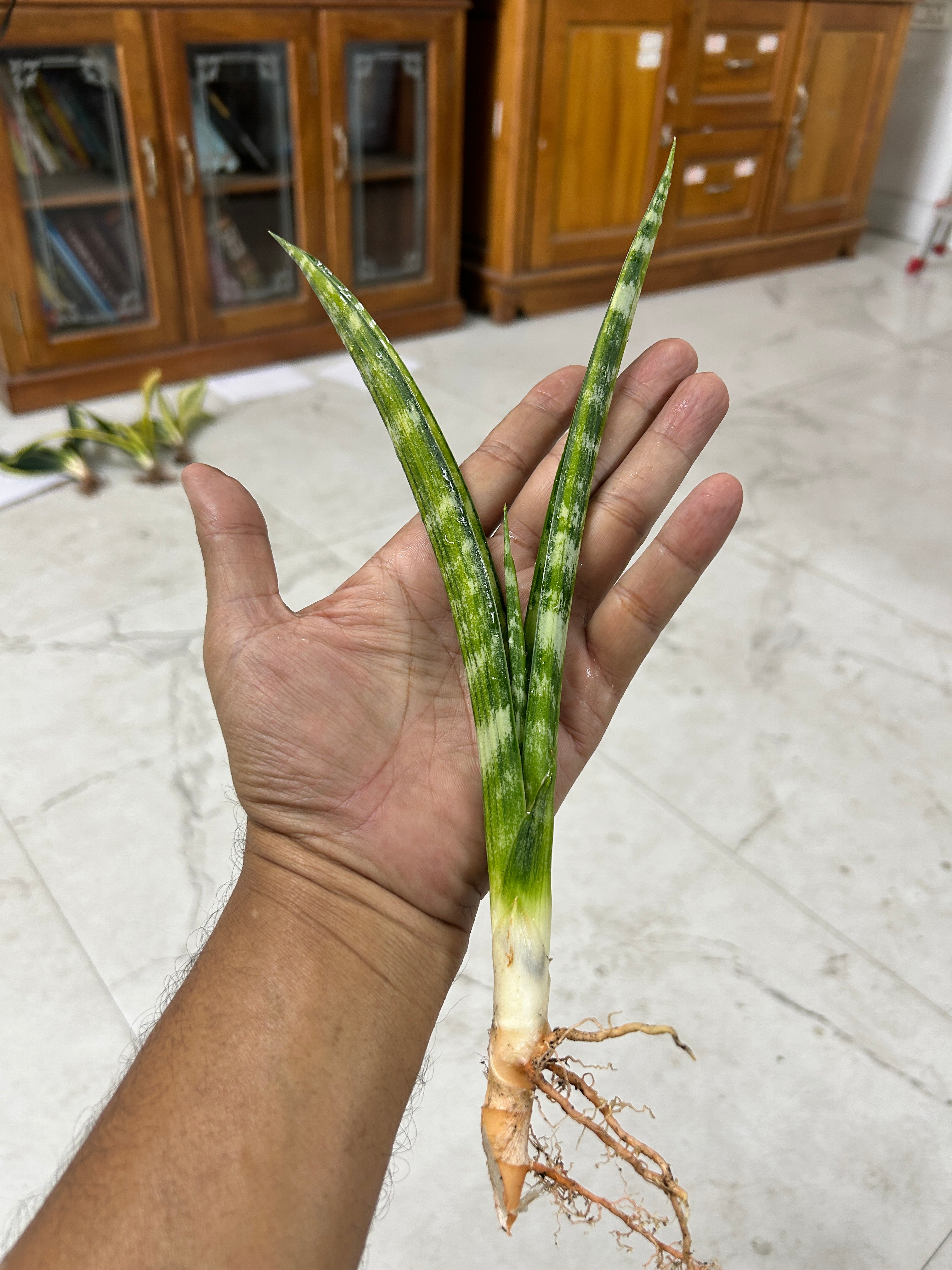 Sansevieria FERNWOOD VARIEGATED