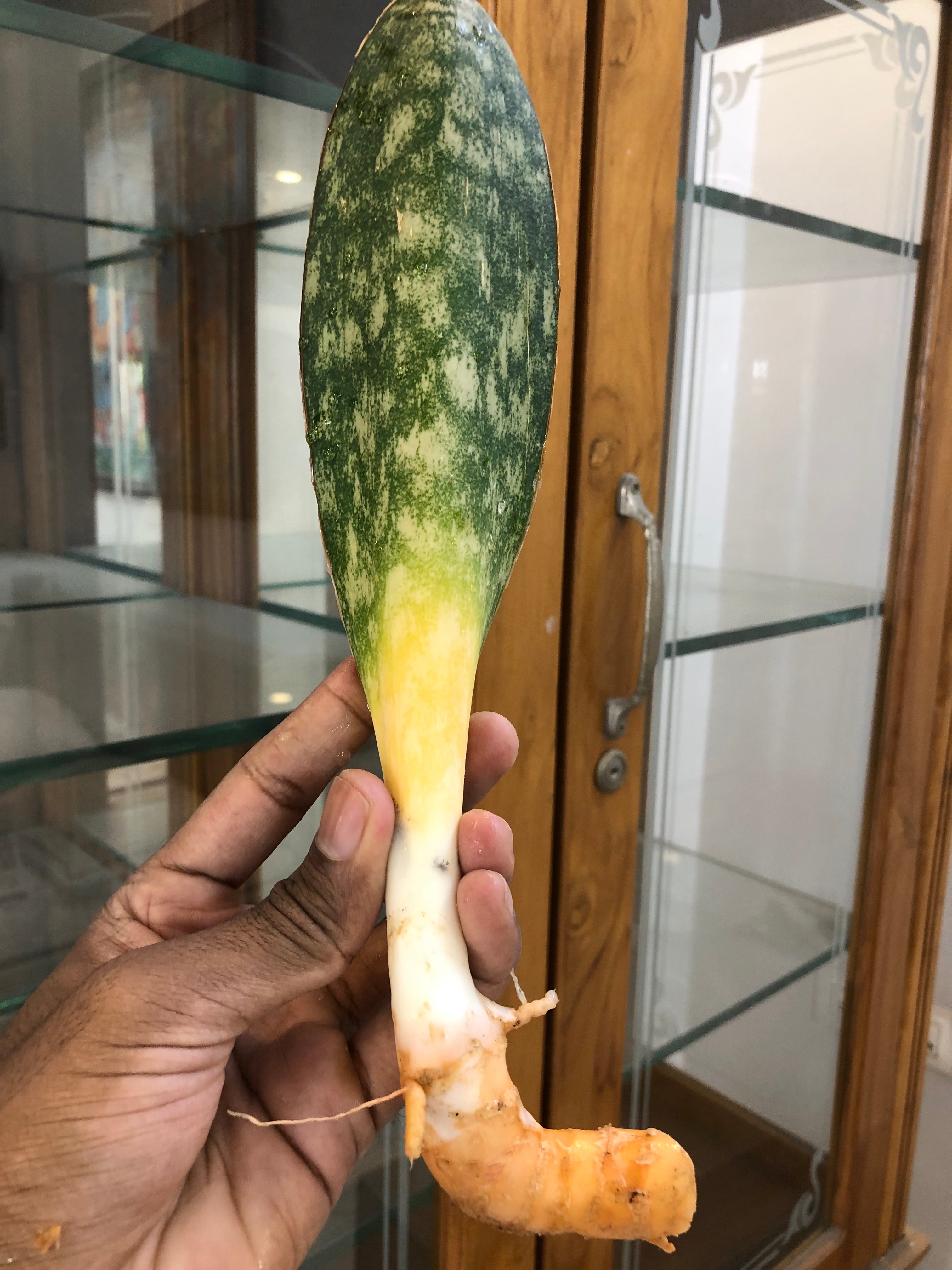 sansevieria HAWAIIAN STAR