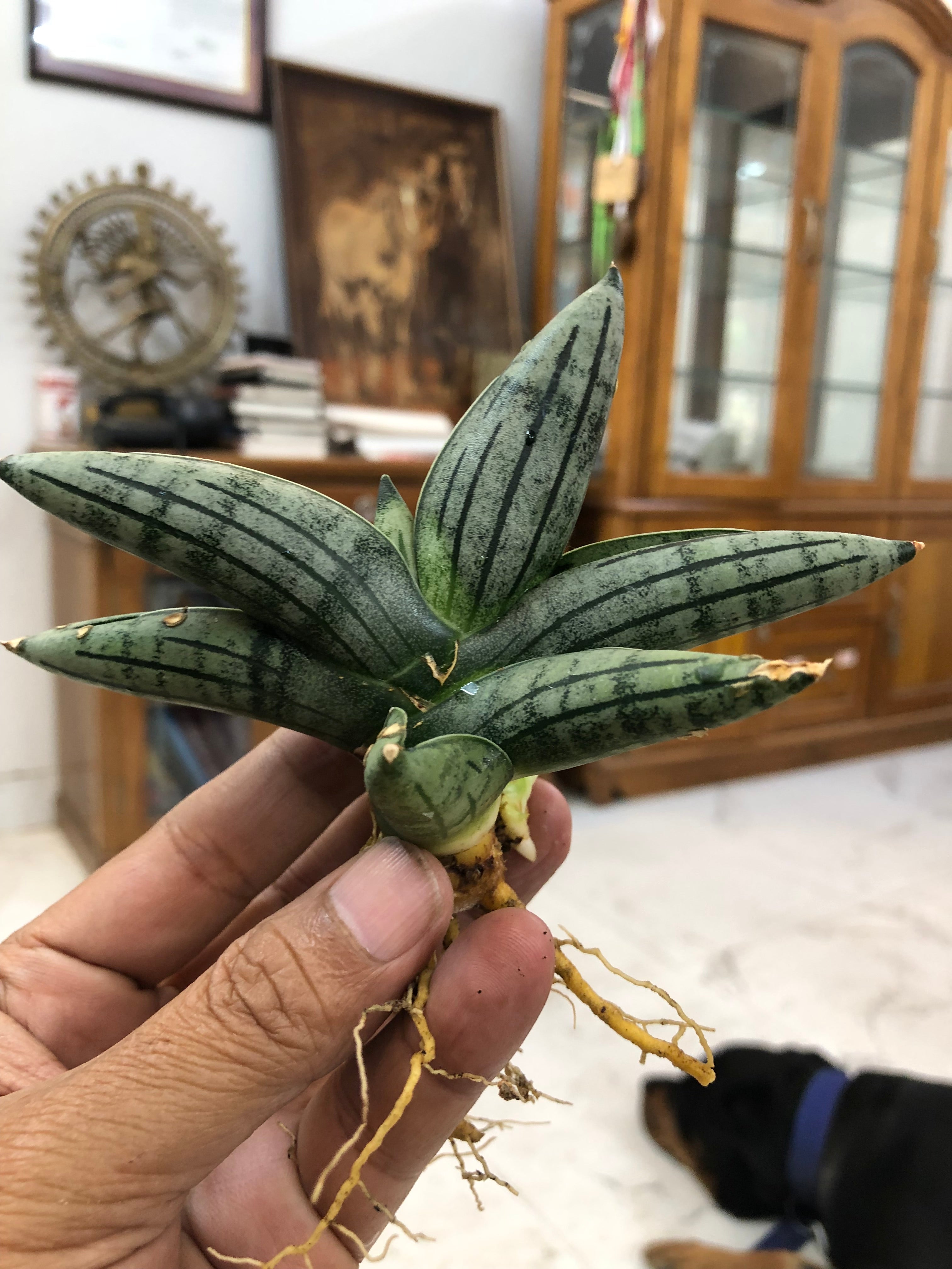 Sansevieria MELON