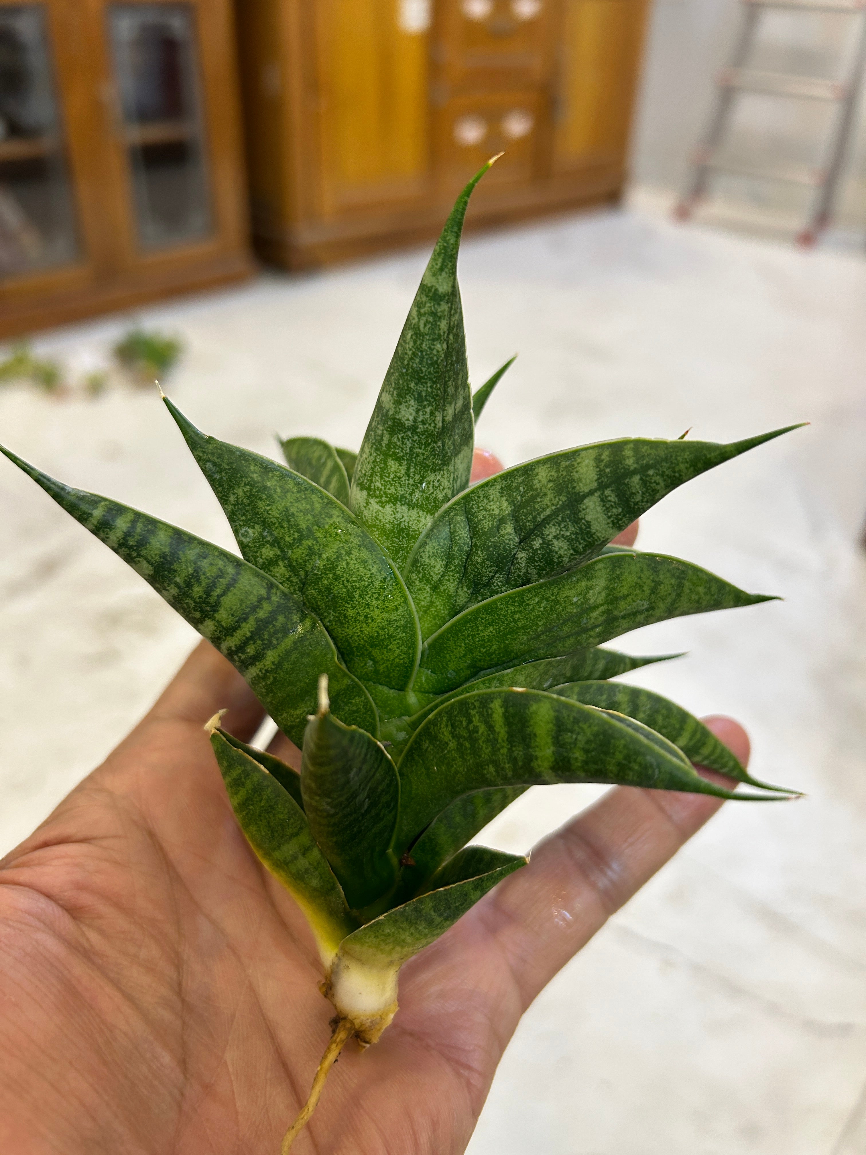 Sansevieria SINDORO
