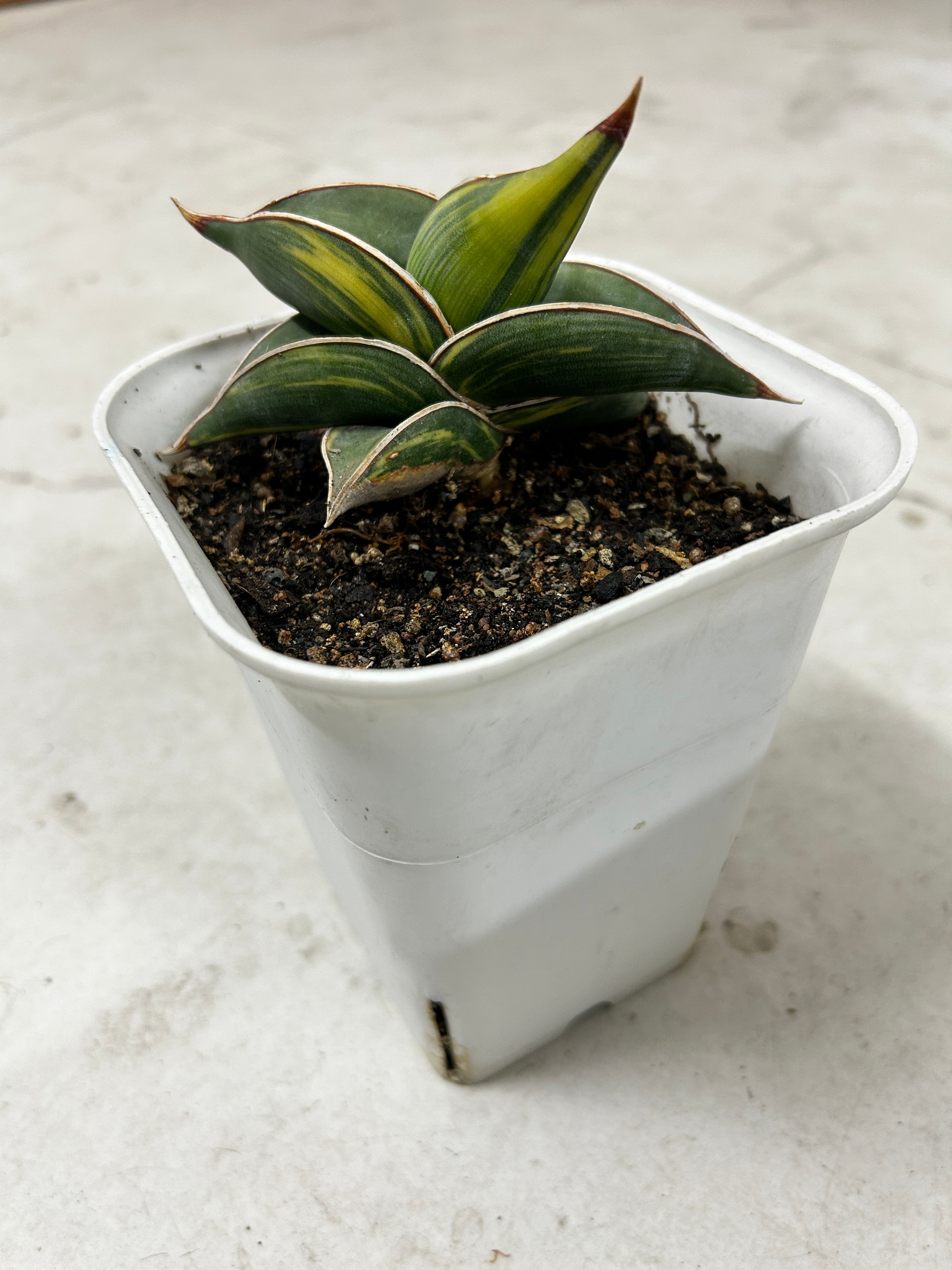 Sansevieria RORIDA VAR