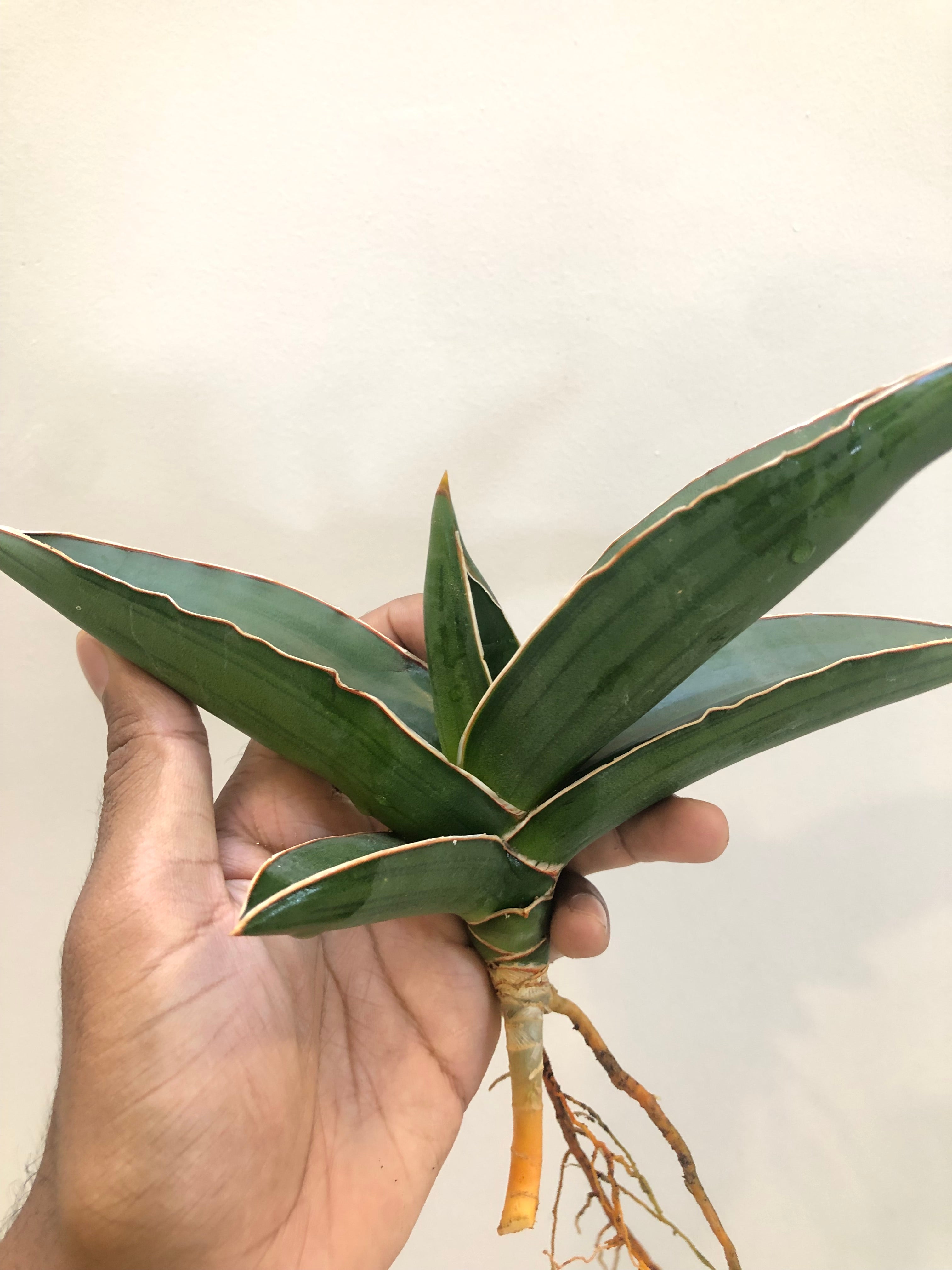 Sansevieria Samurai Snake Plant