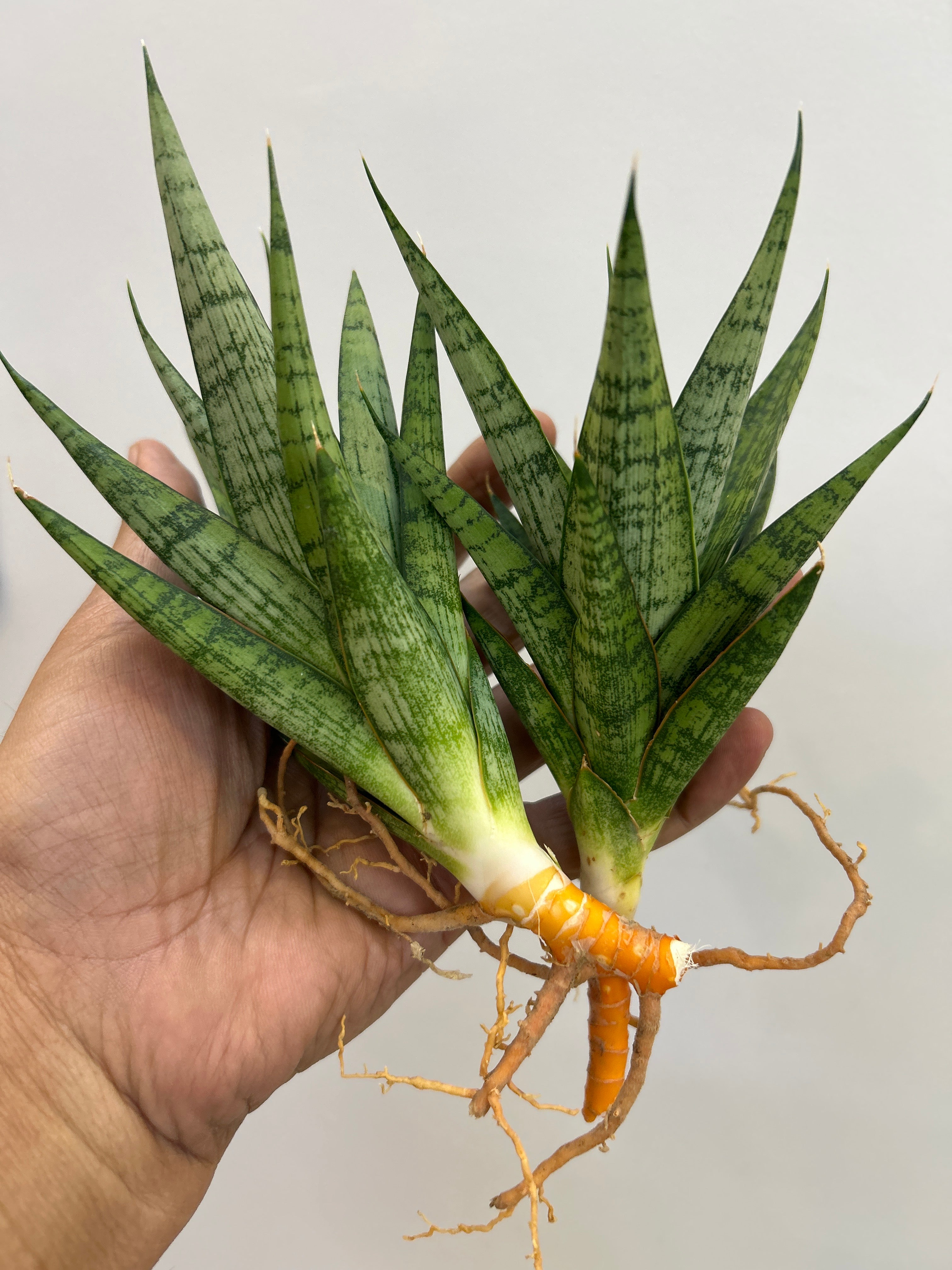 Sansevieria PRIMA