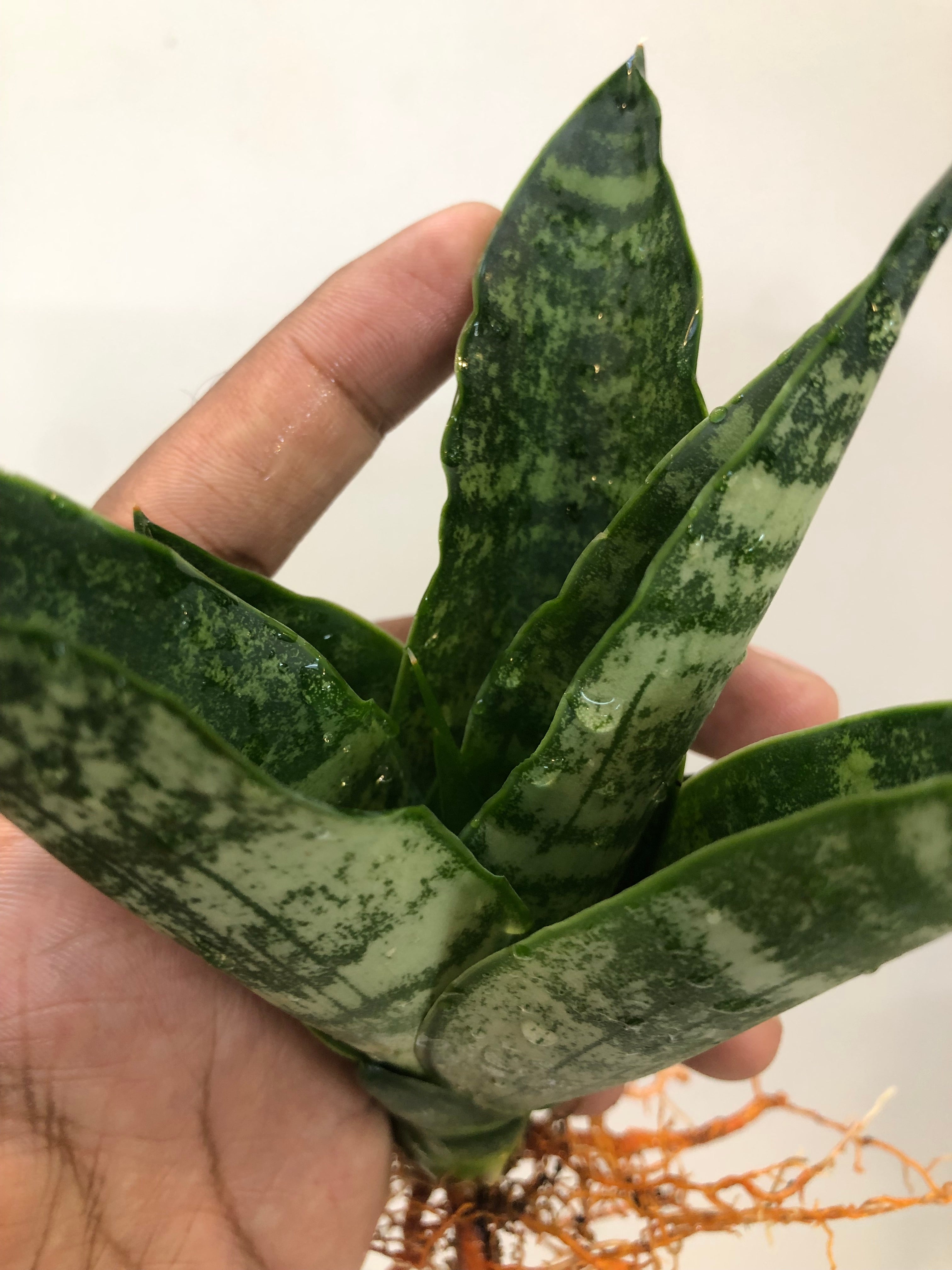 Sansevieria BLACK HORSE