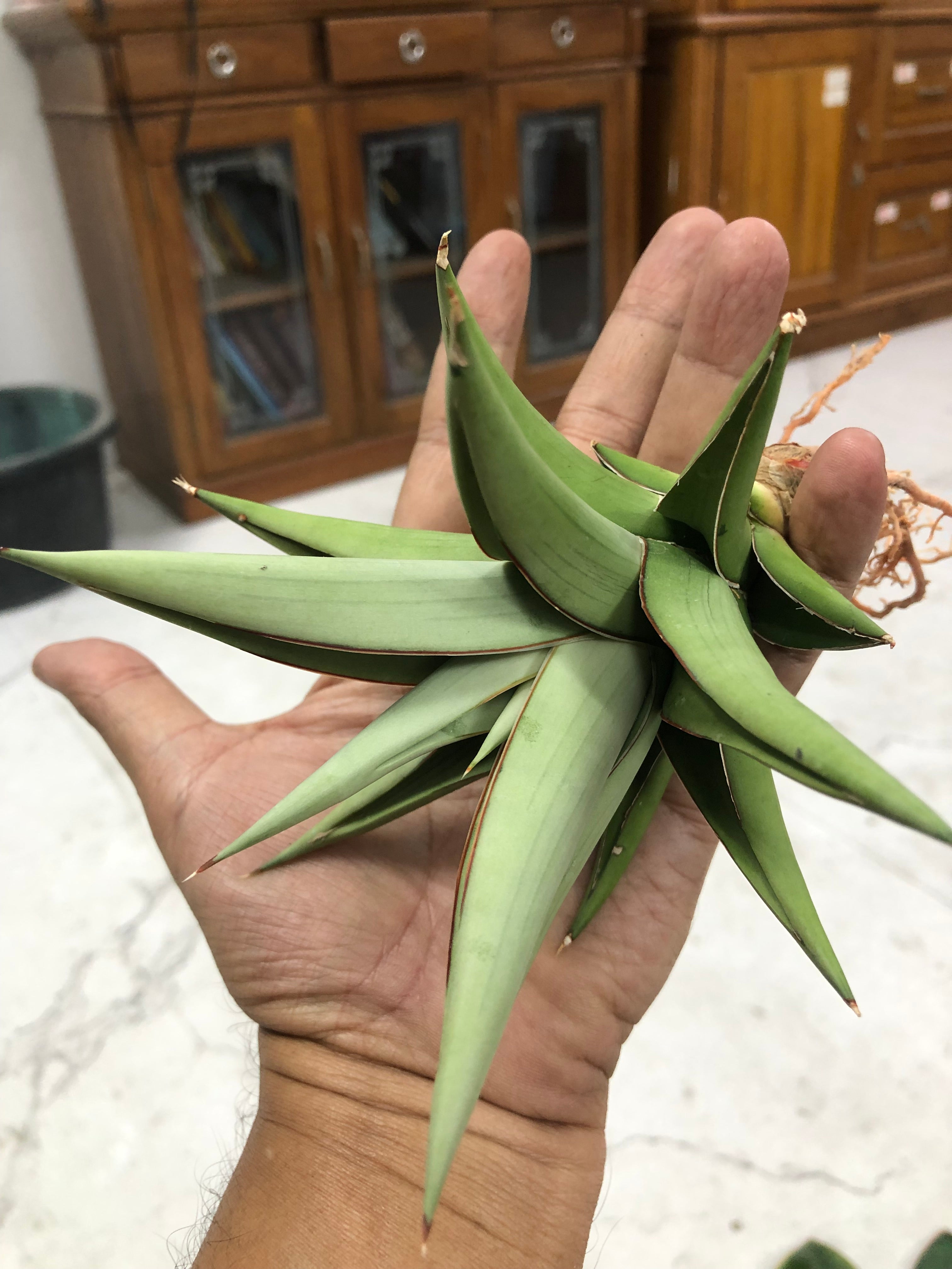 Sansevieria TOWER SILVER