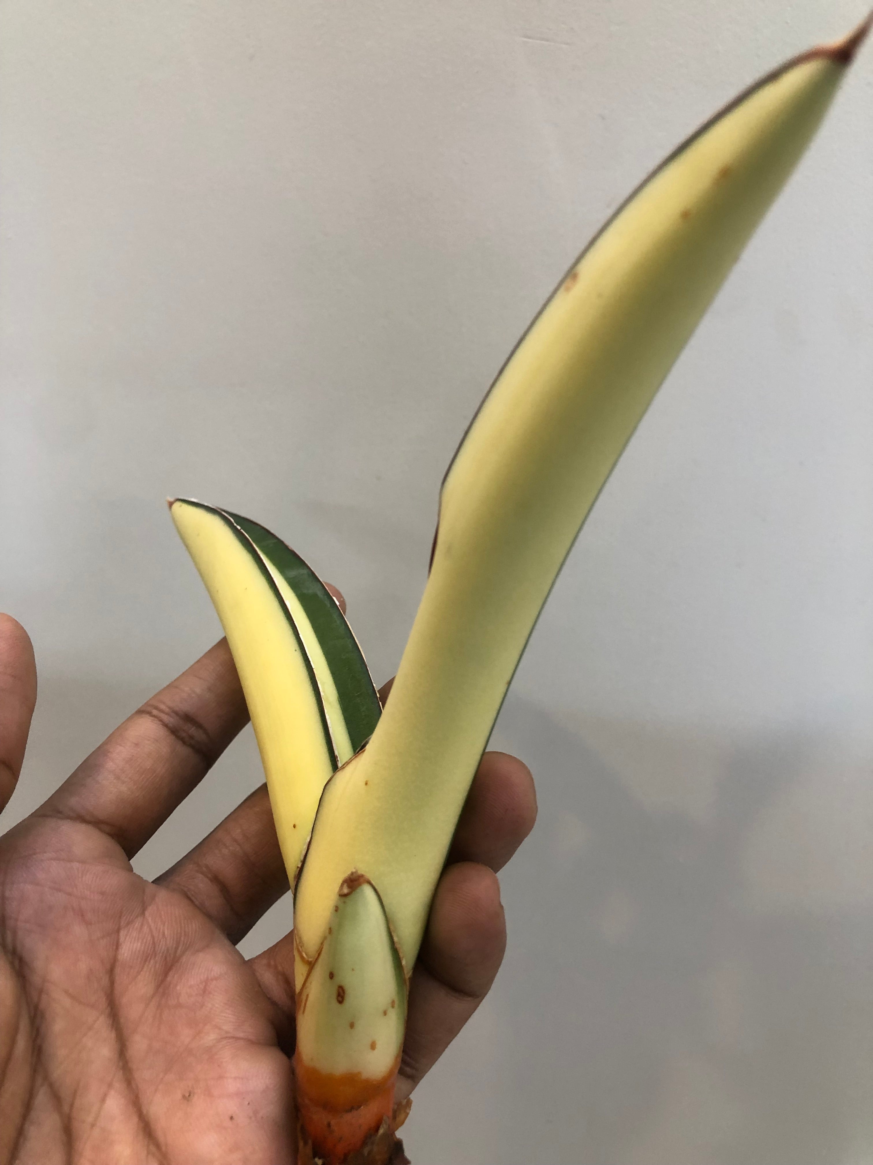 Sansevieria SALAF WHITE VAR