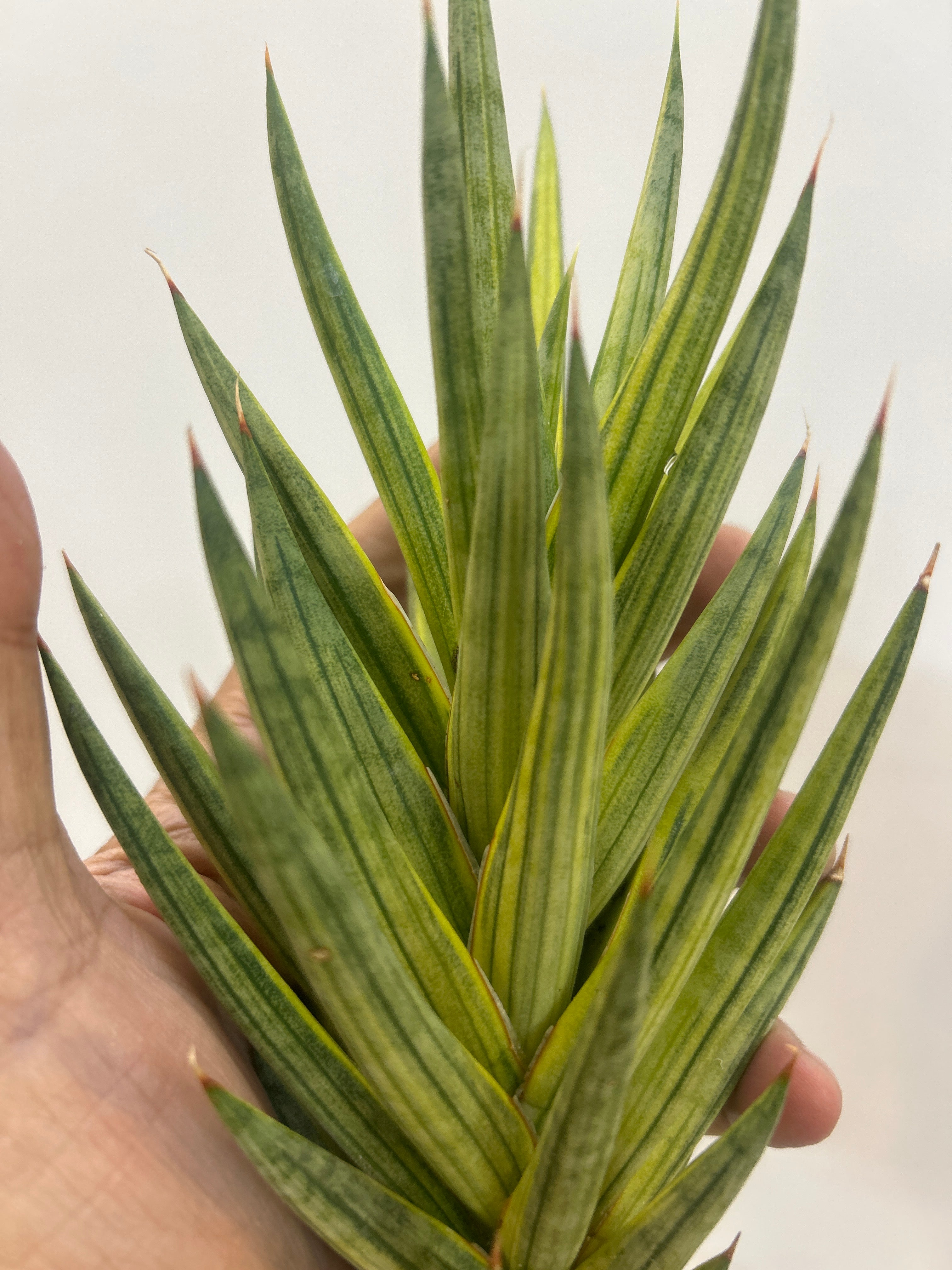 Sansevieria FRANCISSI YELLOW VARIEGATED