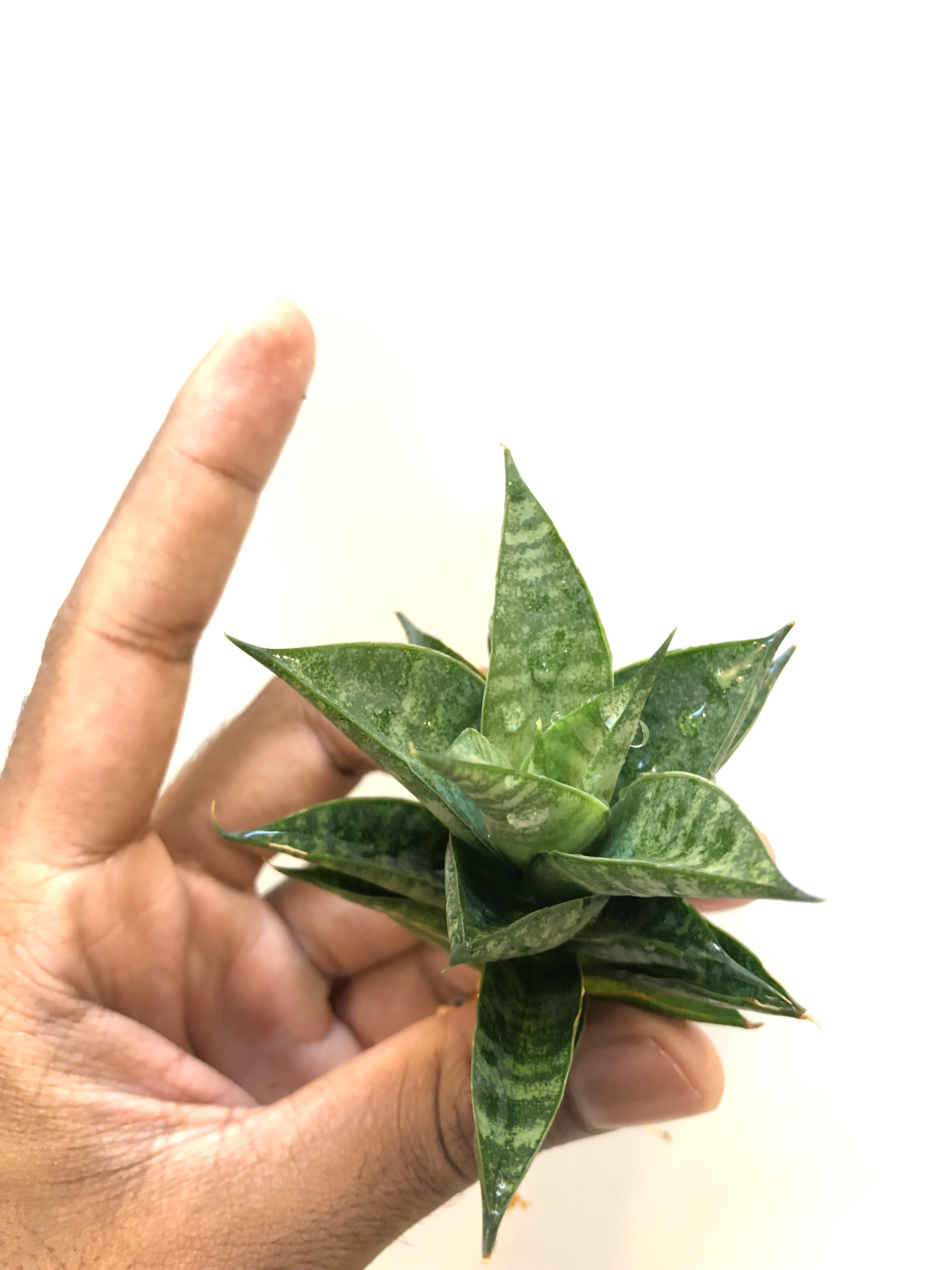 Sansevieria MINIONS