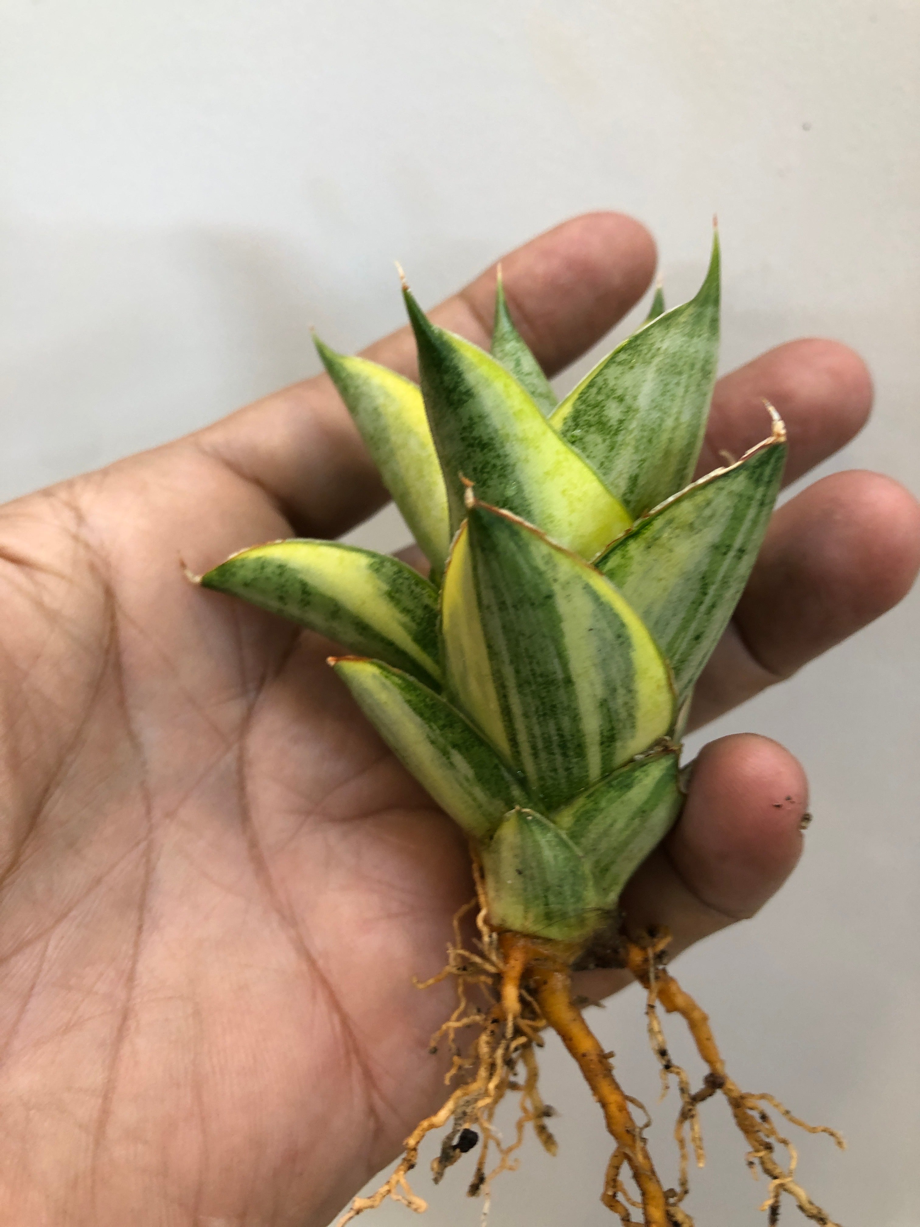 Sansevieria PAGODA VAR