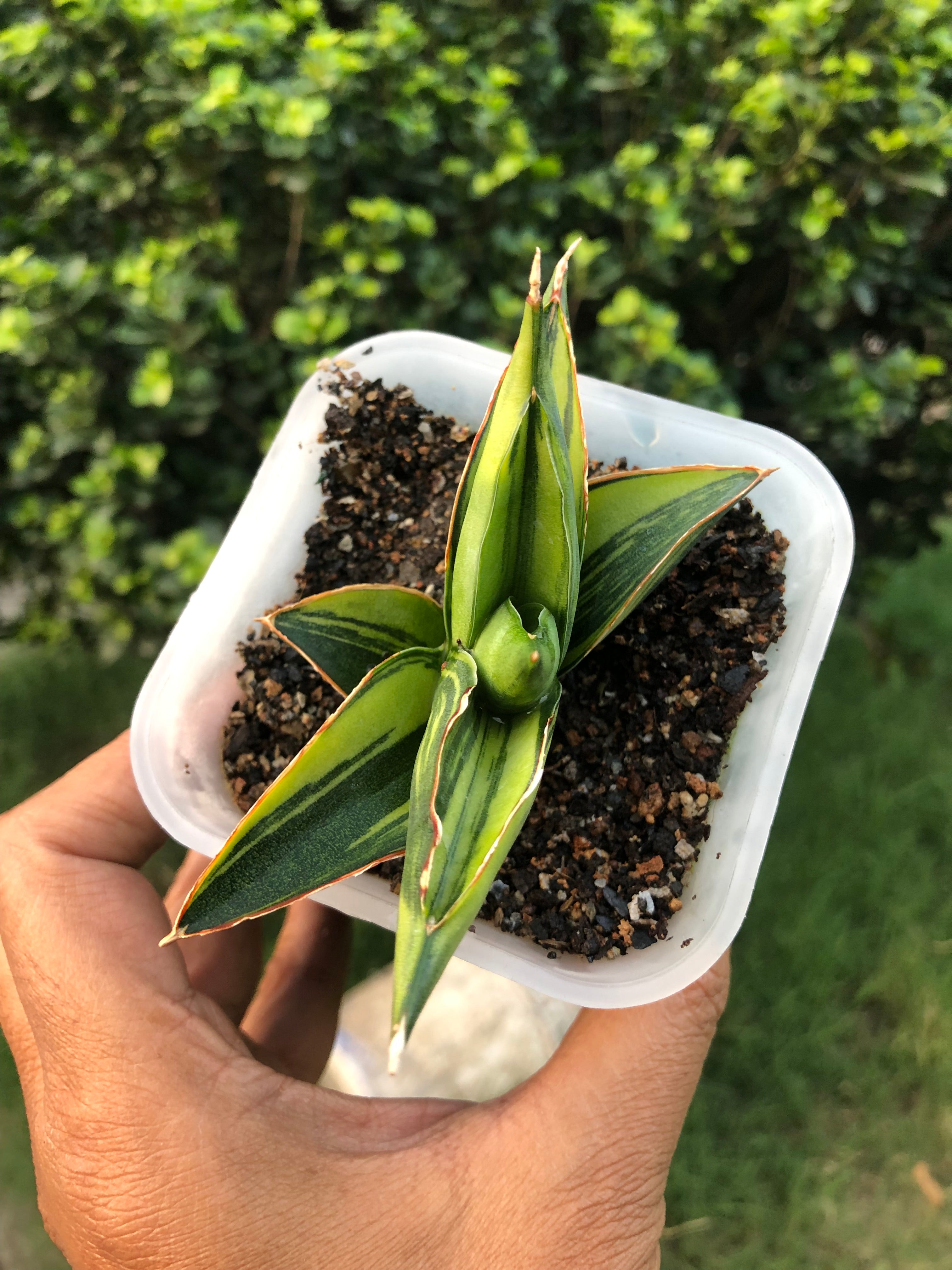 Sansevieria SWASDEE VARIEGATED