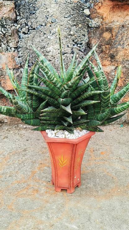 Sansevieria Star Gate