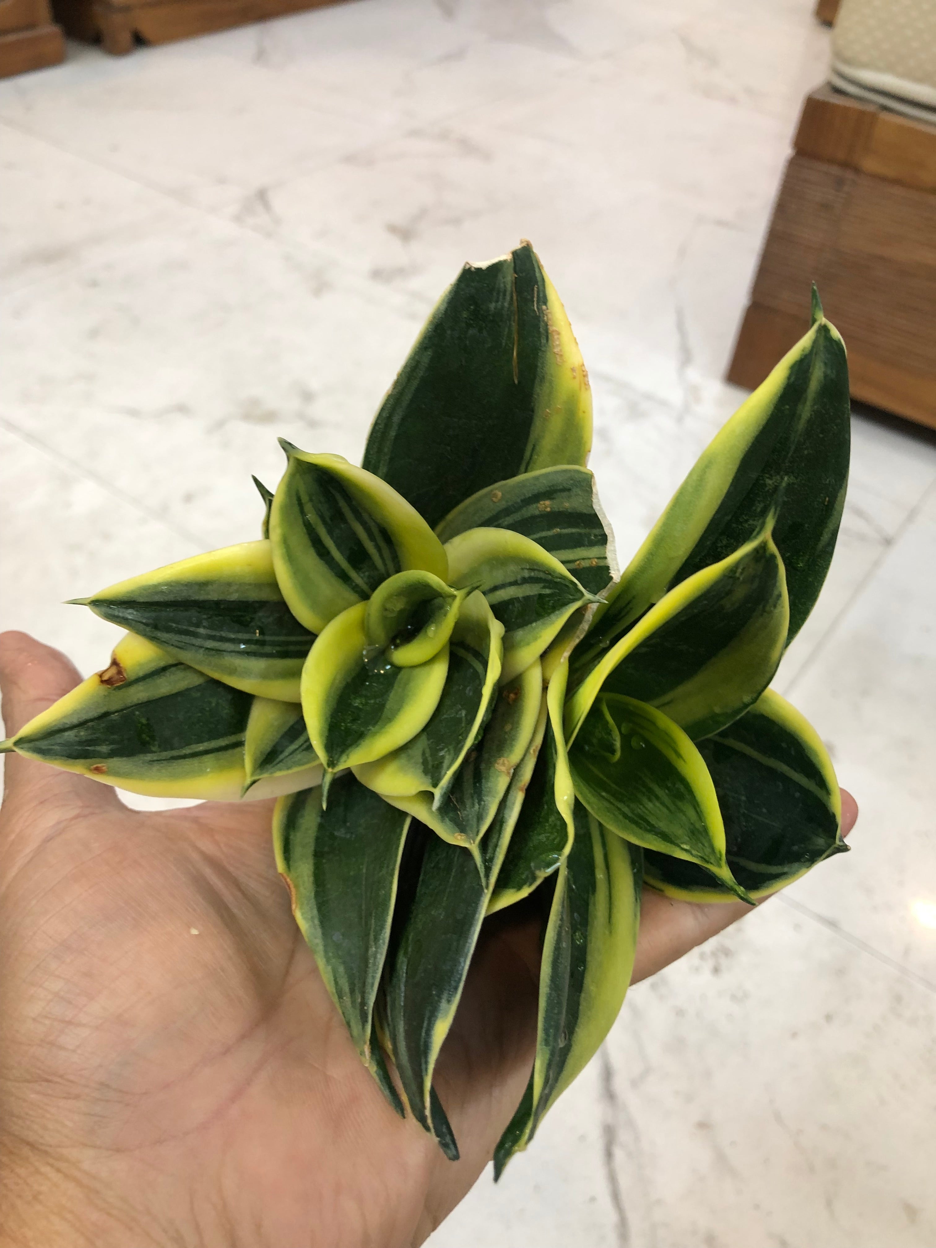 Sansevieria GOLDFLAME DWARF VARIETY