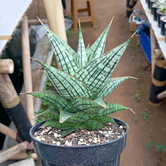 Sansevieria KAISAR