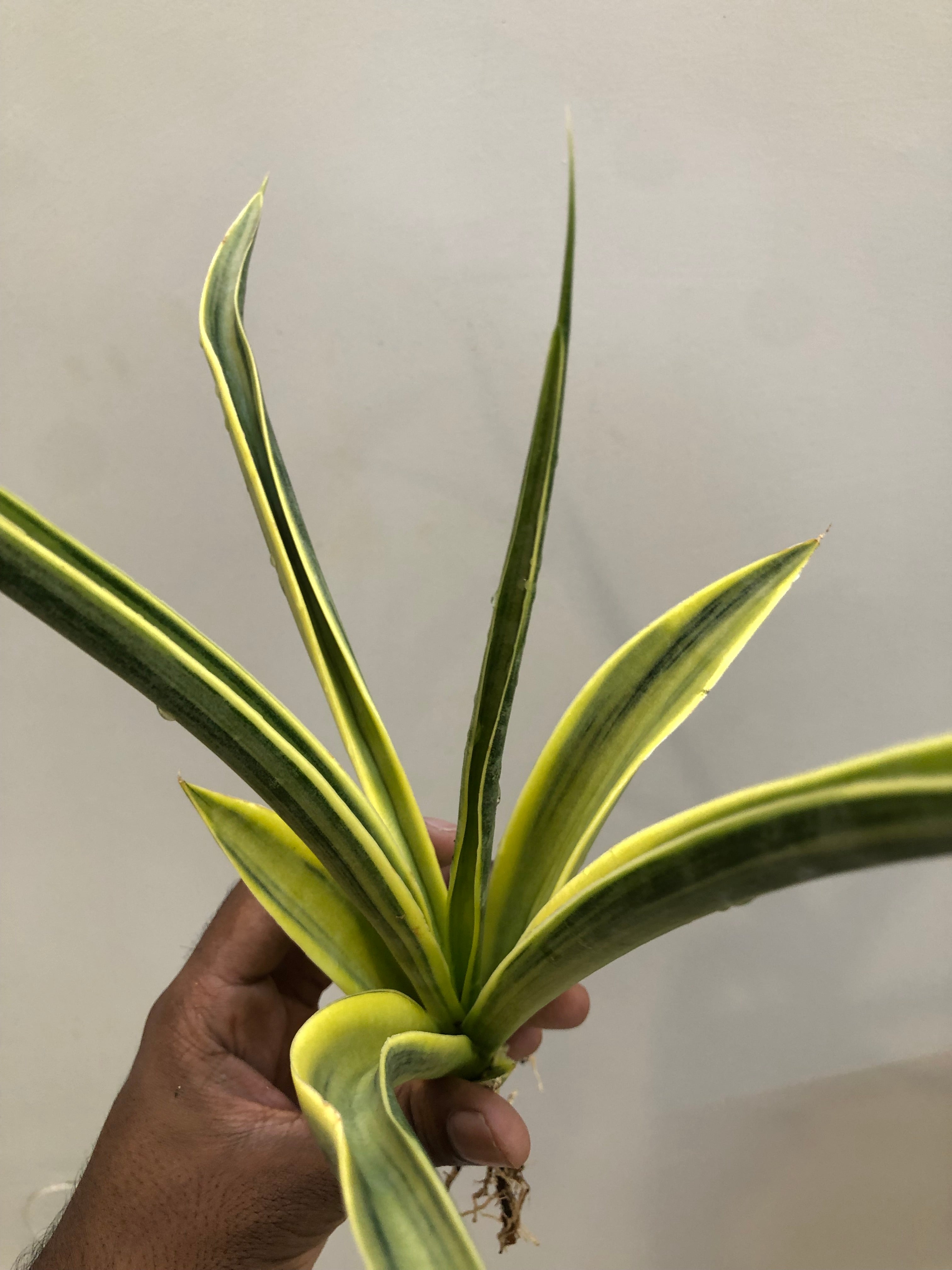 Sansevieria UGANDA VAR