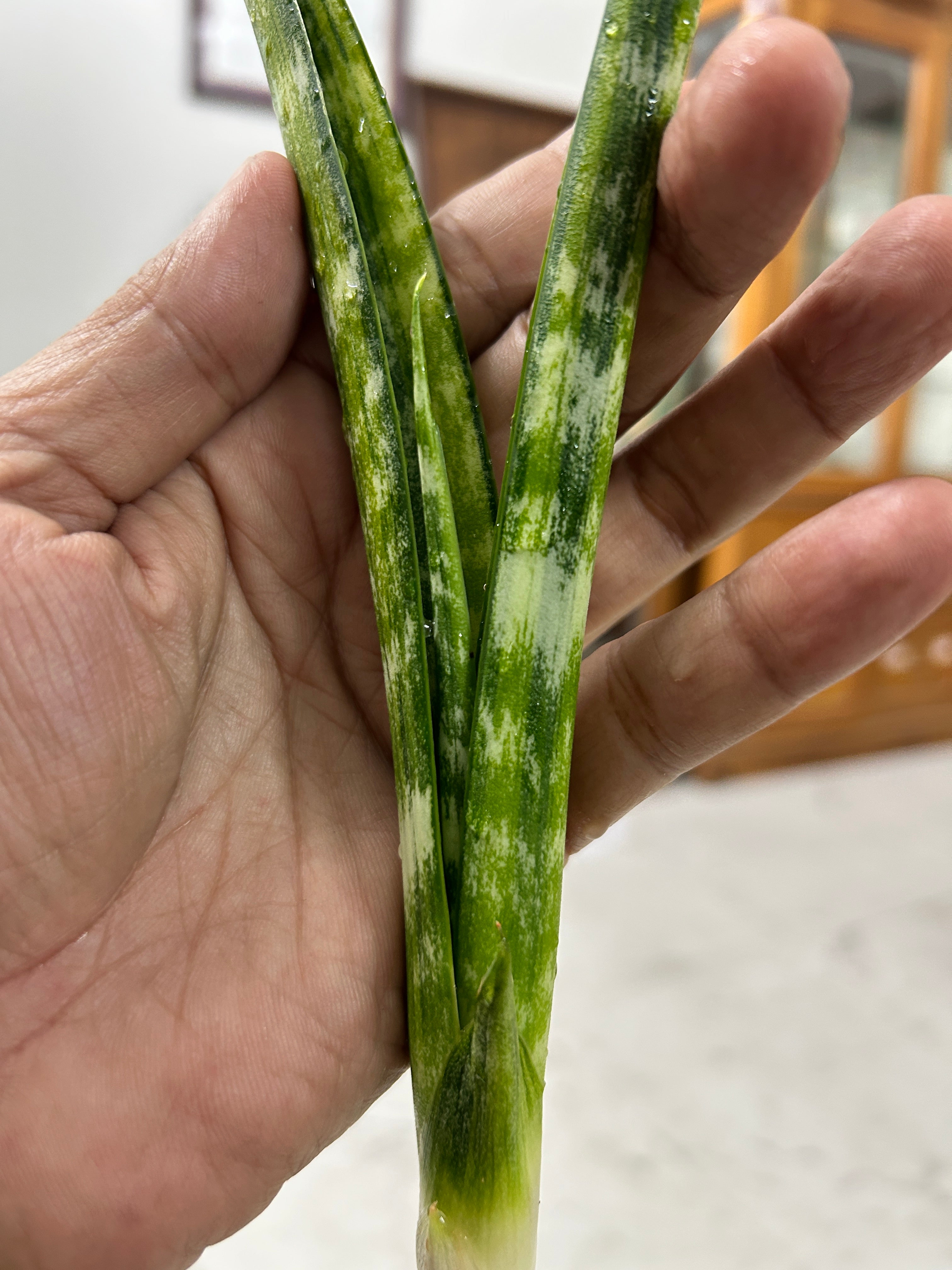 Sansevieria FERNWOOD VARIEGATED
