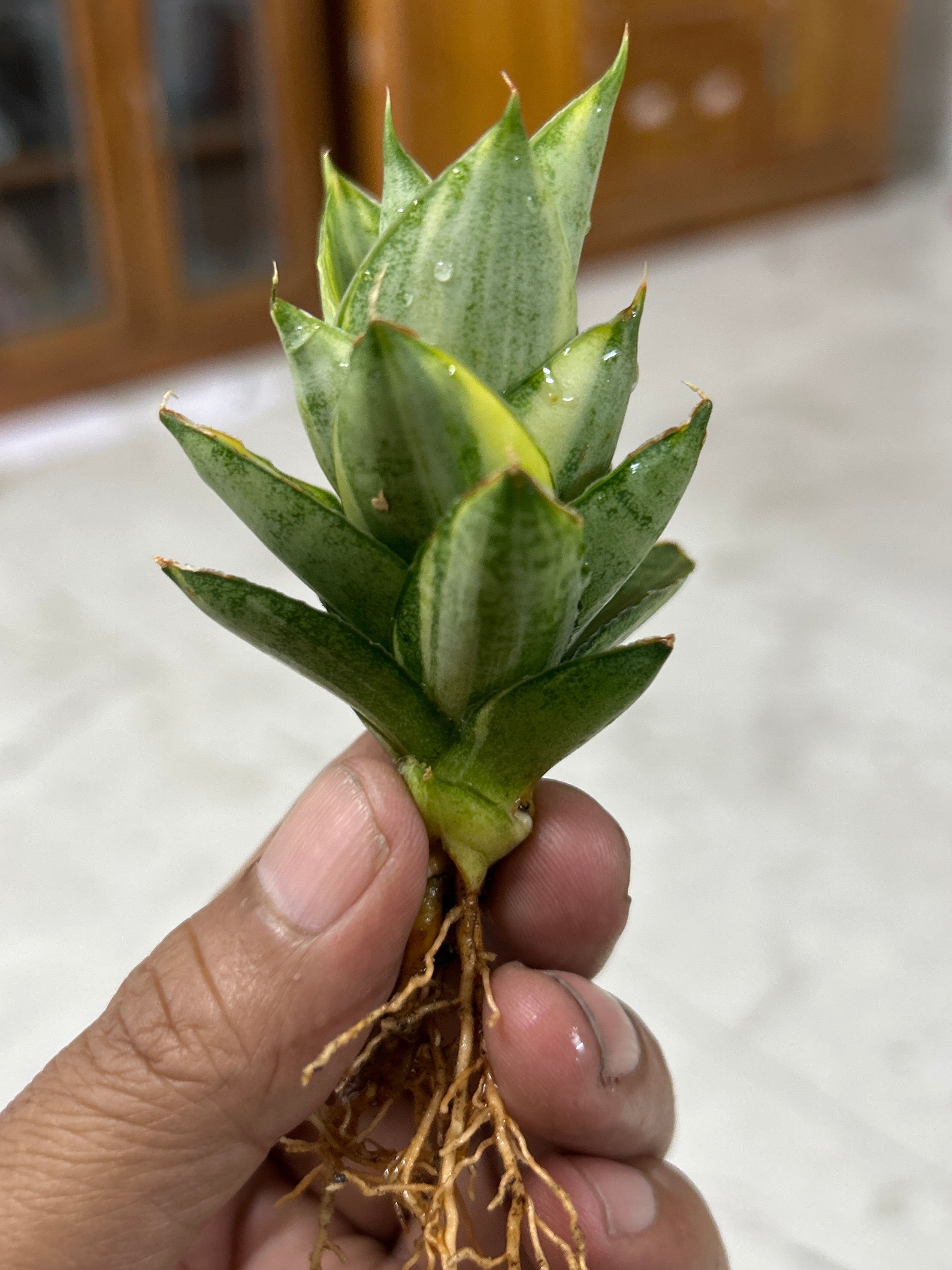 Sansevieria PAGODA VARIEGATED