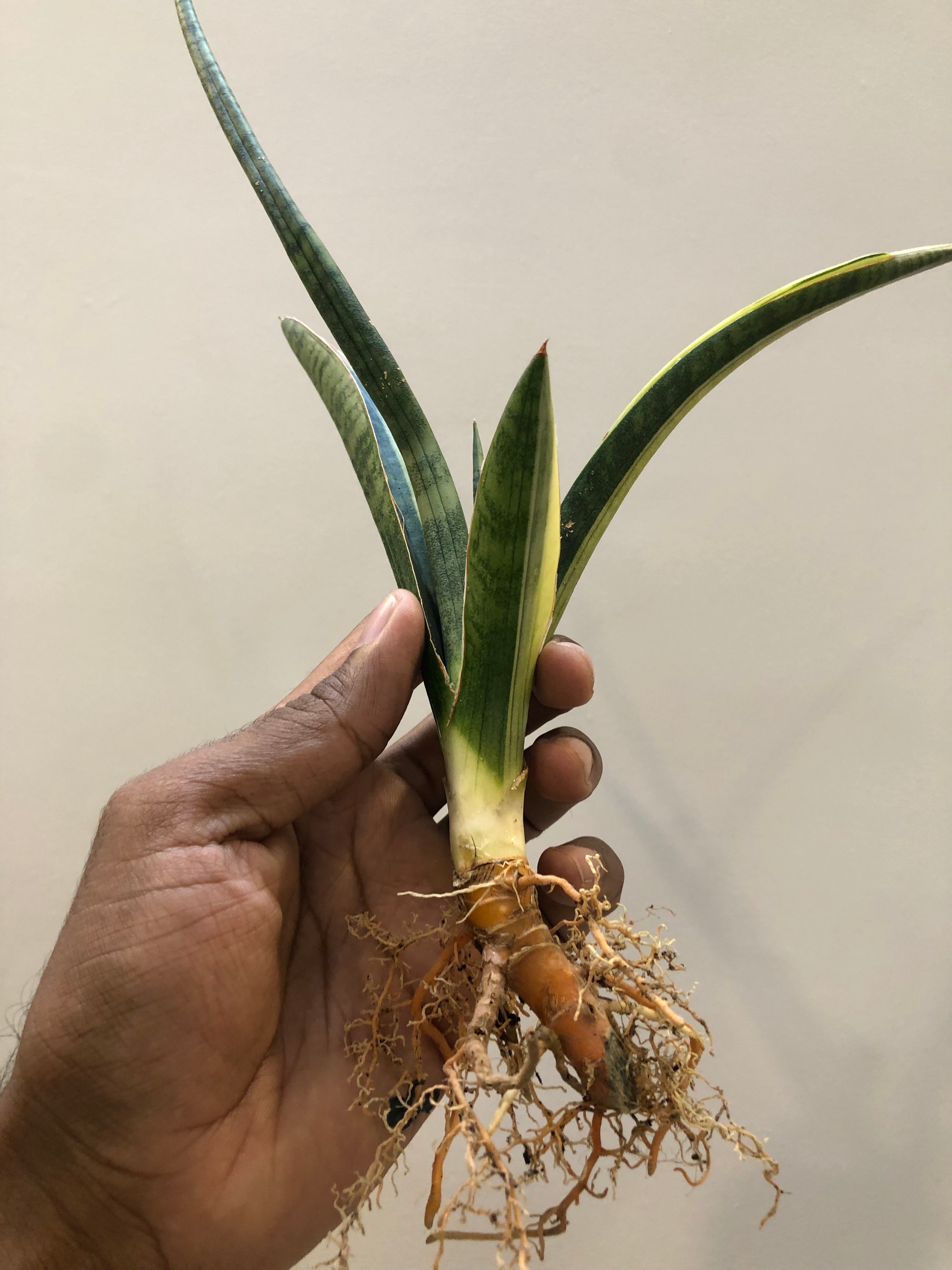 Sansevieria BANDIPUR WHITE VAR