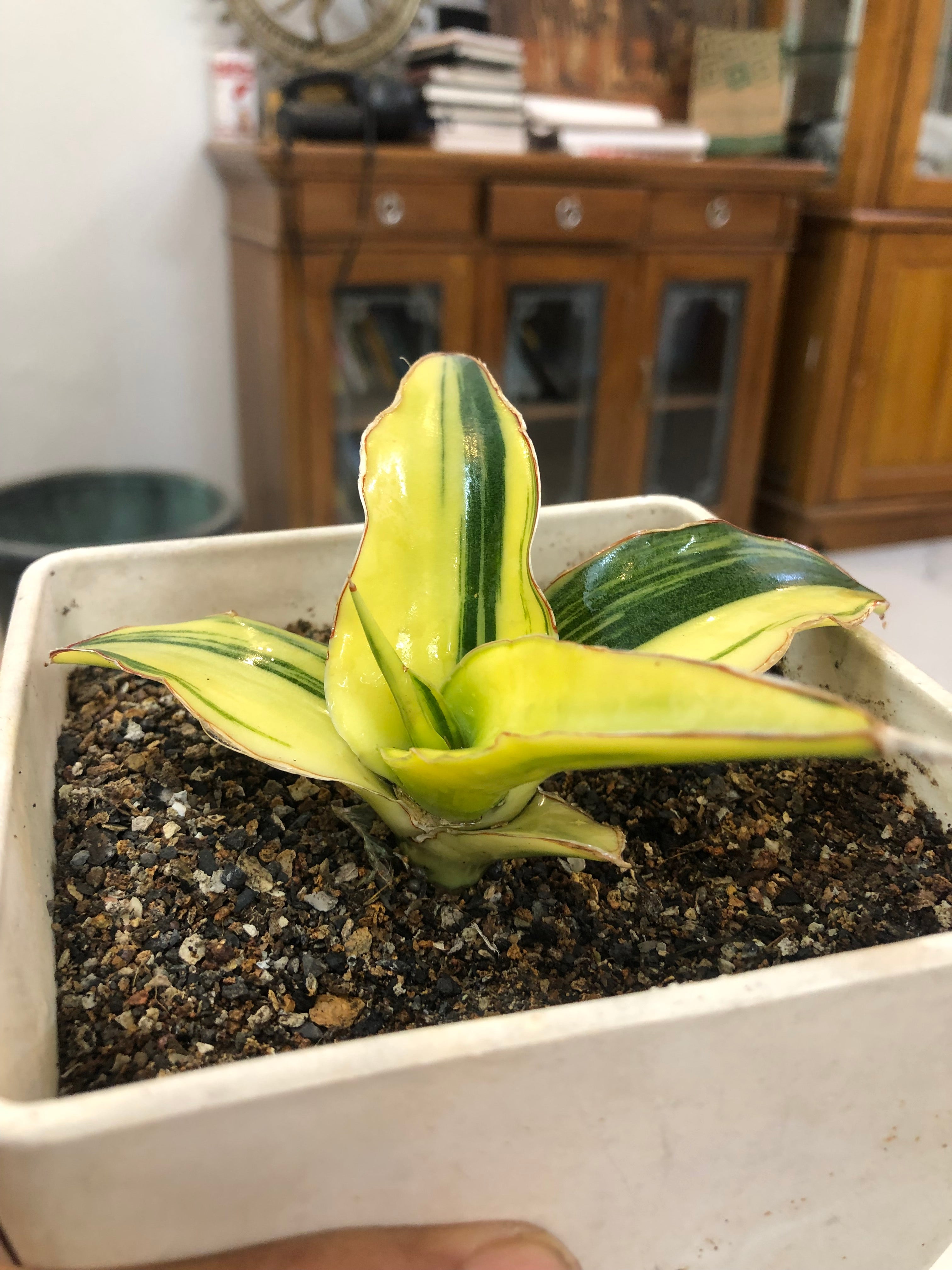 Sansevieria GANESHA VARIEGATED