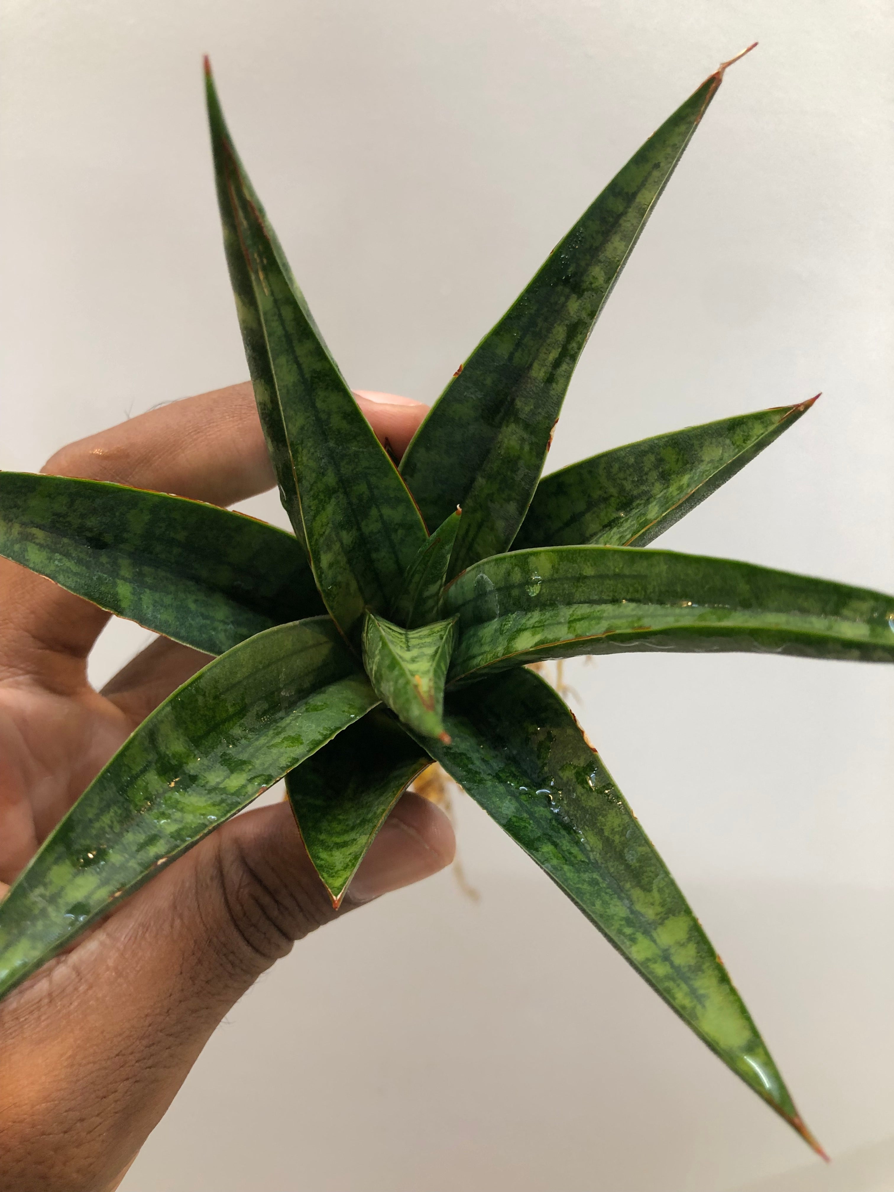 Sansevieria STAR GATE LARGE