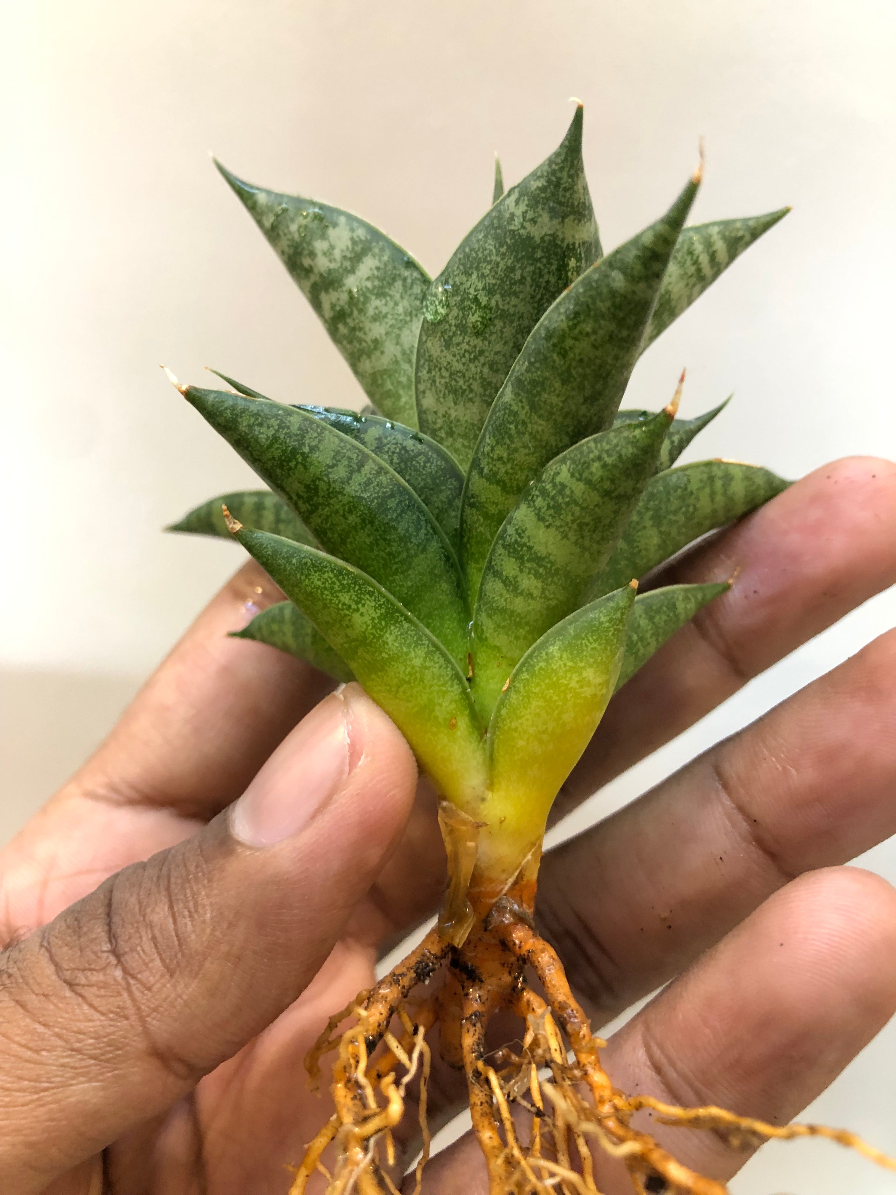 Sansevieria MINIONS