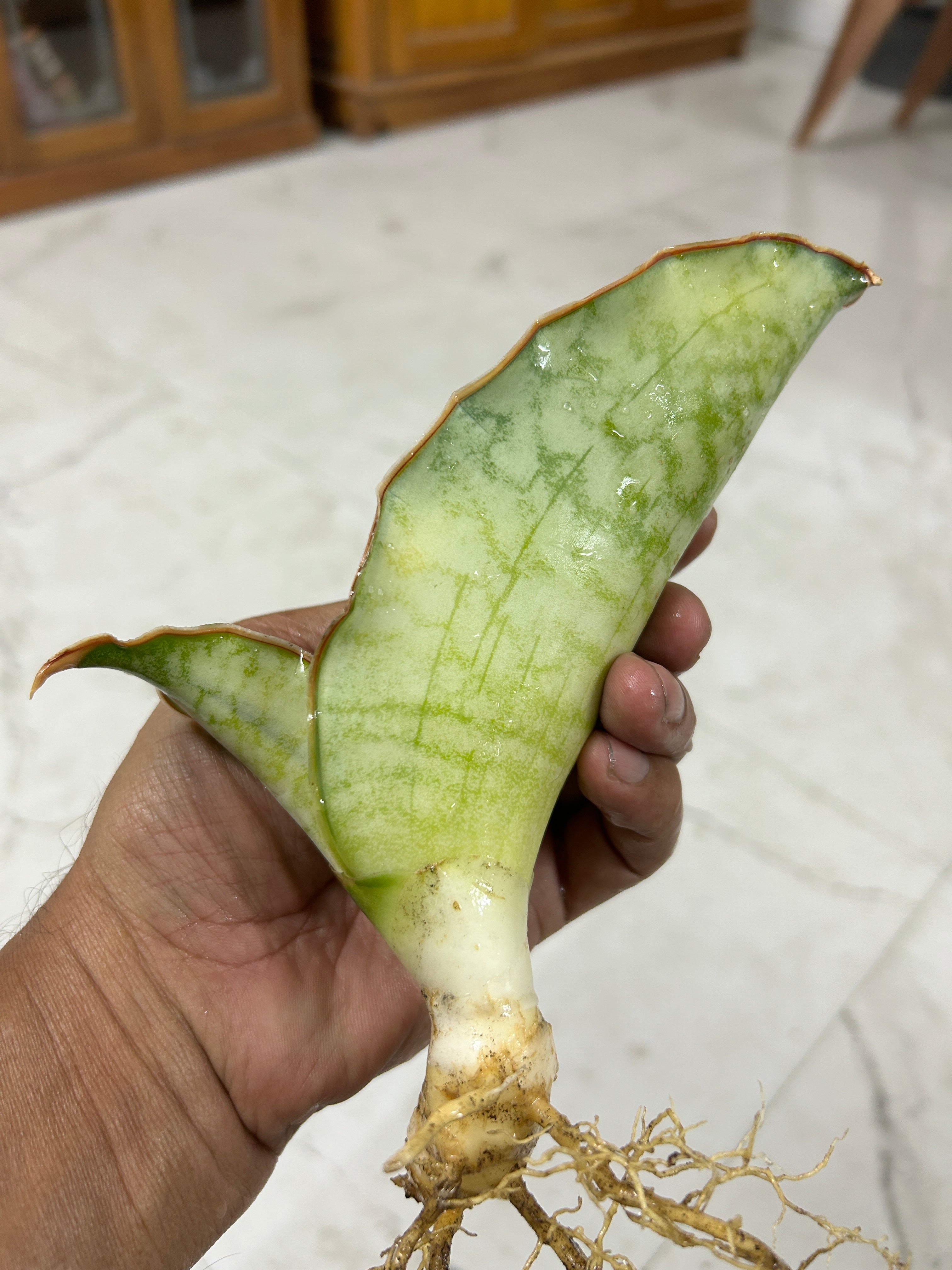 Sansevieria KIRKII SILVER BLUE VAR