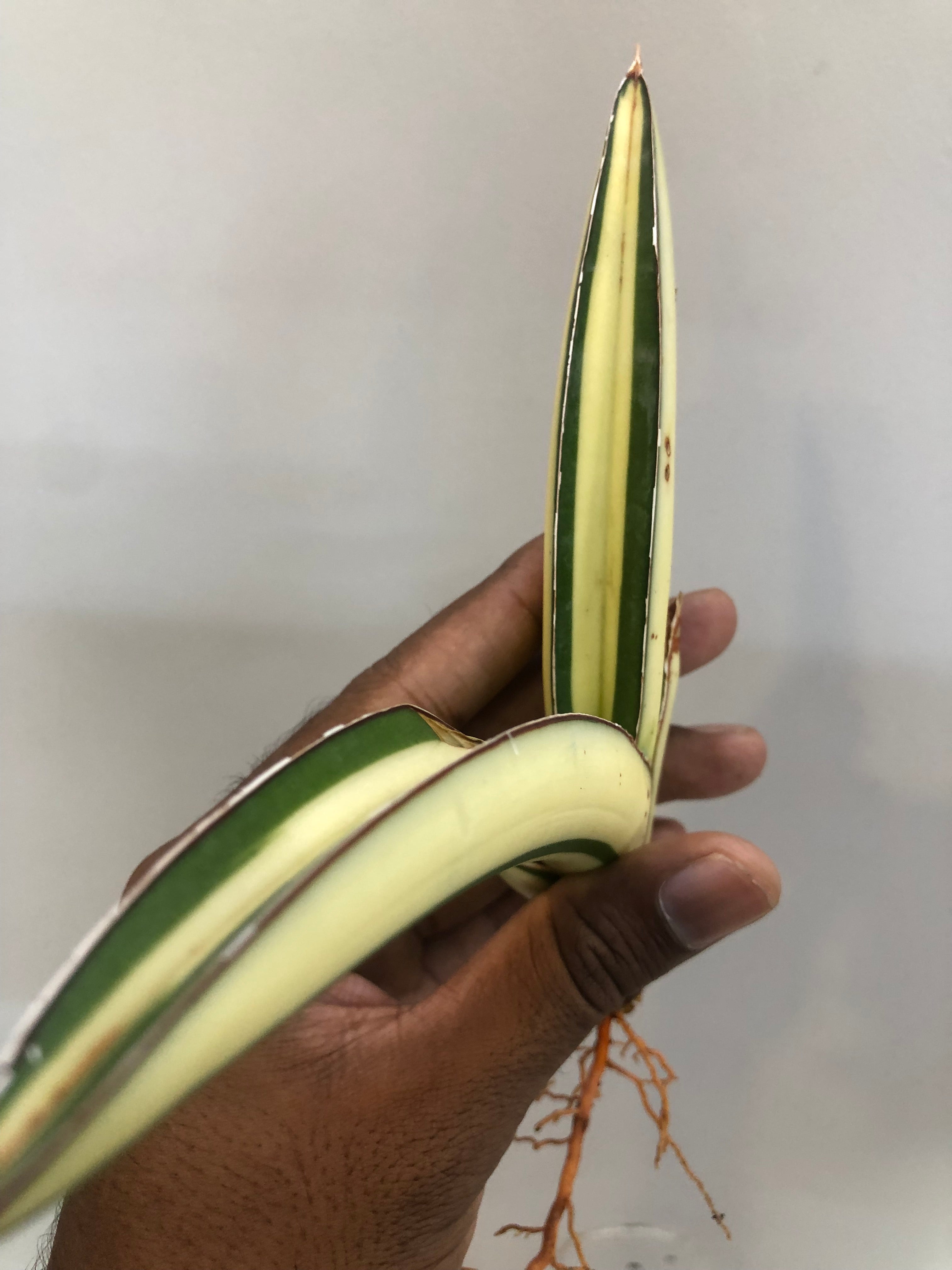 Sansevieria SALAF WHITE VAR
