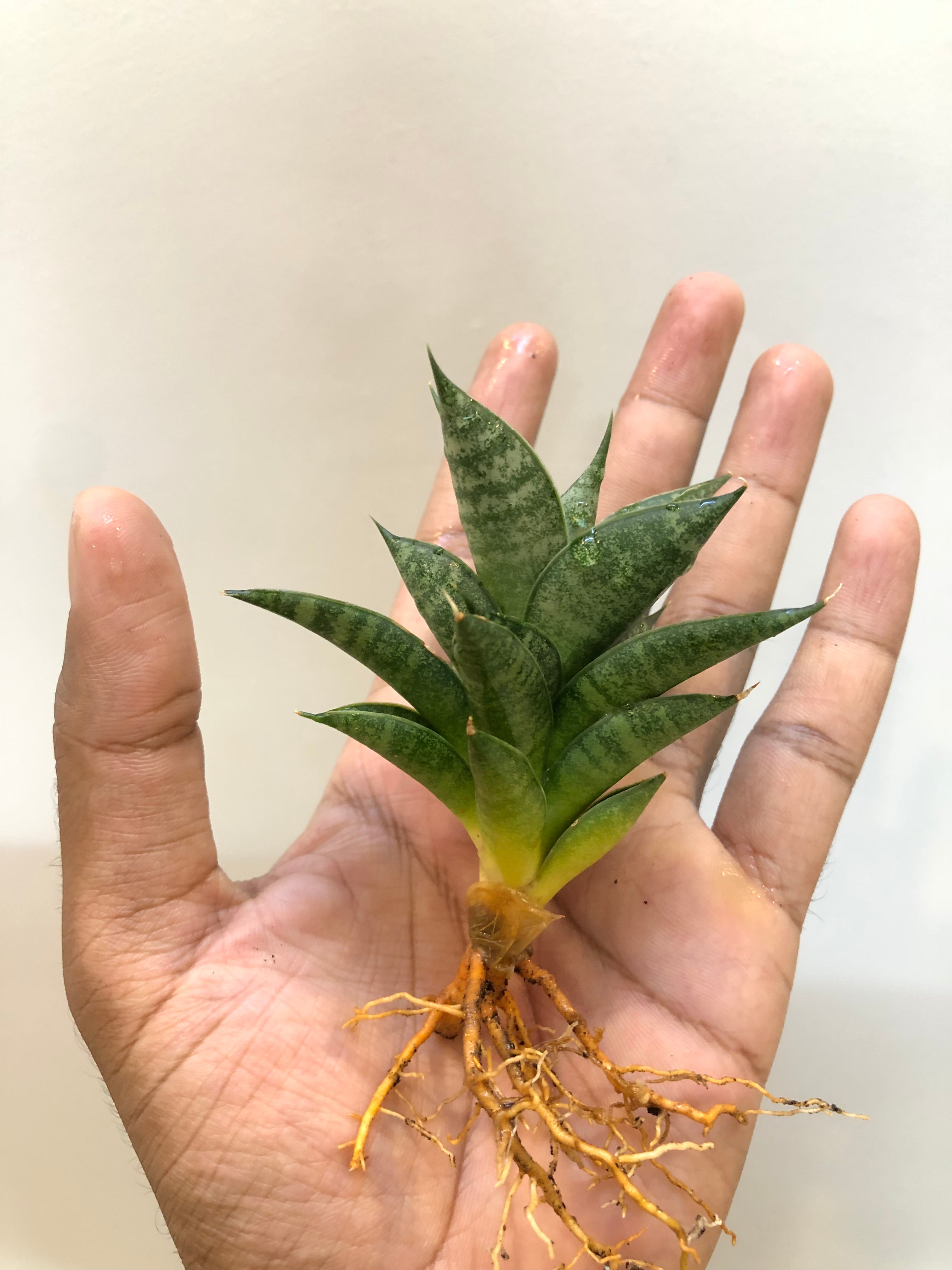 Sansevieria MINIONS
